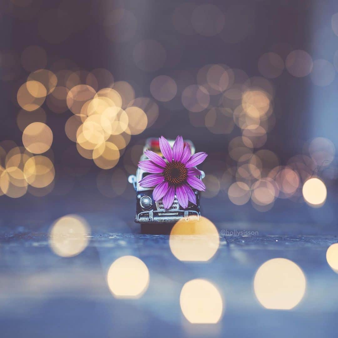 Holly Sissonのインスタグラム：「Flower Power #toronto #bokeh #hollystintoys ~ Canon 1D X MkII + 85 f1.4L IS @ f1.4 (See my bio for full camera equipment information plus info on how I process my images. 😊)」