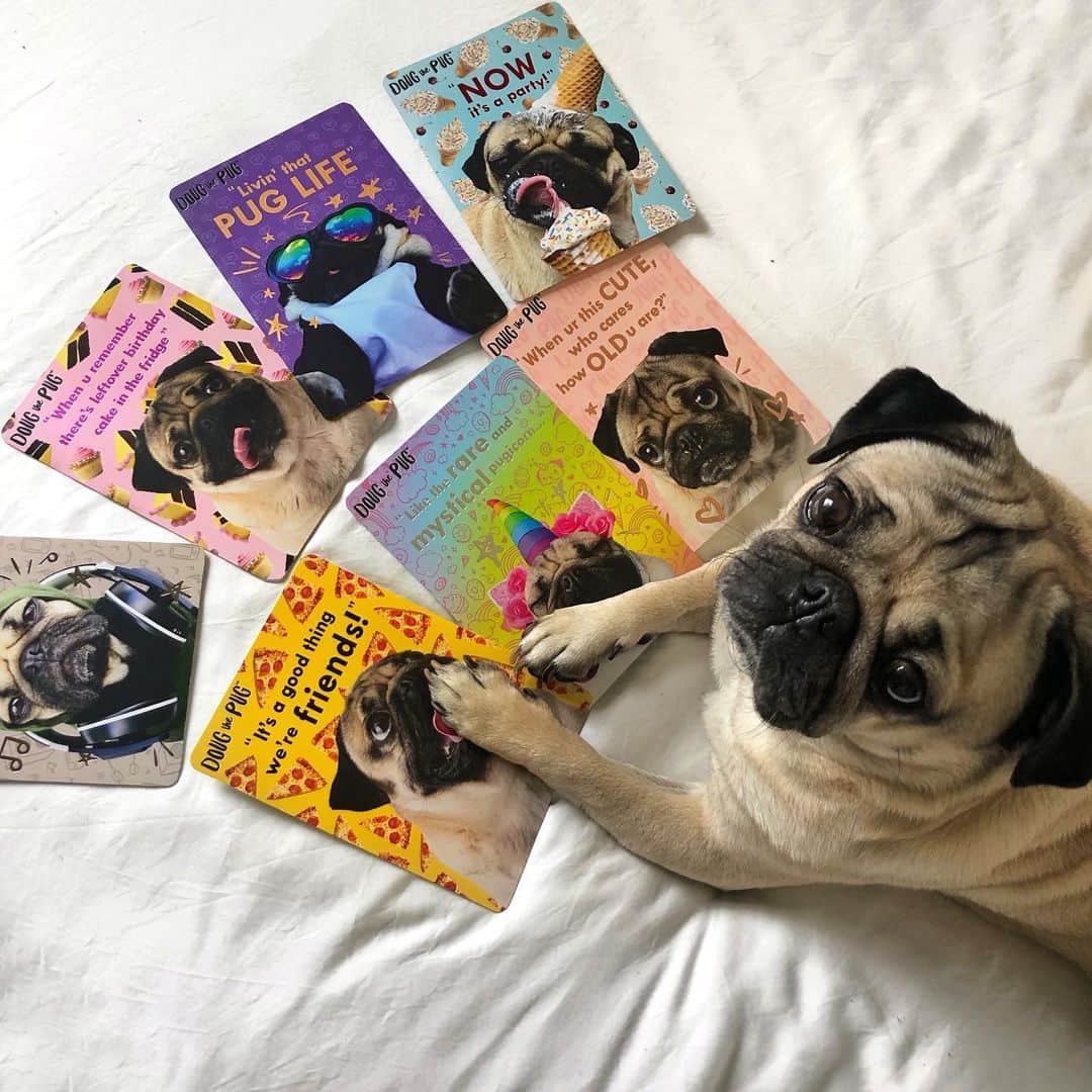 itsdougthepugさんのインスタグラム写真 - (itsdougthepugInstagram)「“My face is too cute to not put on cards” -Doug • Guess what! My new line of greeting cards is now available in its own display at @walmart 💜」8月8日 1時02分 - itsdougthepug