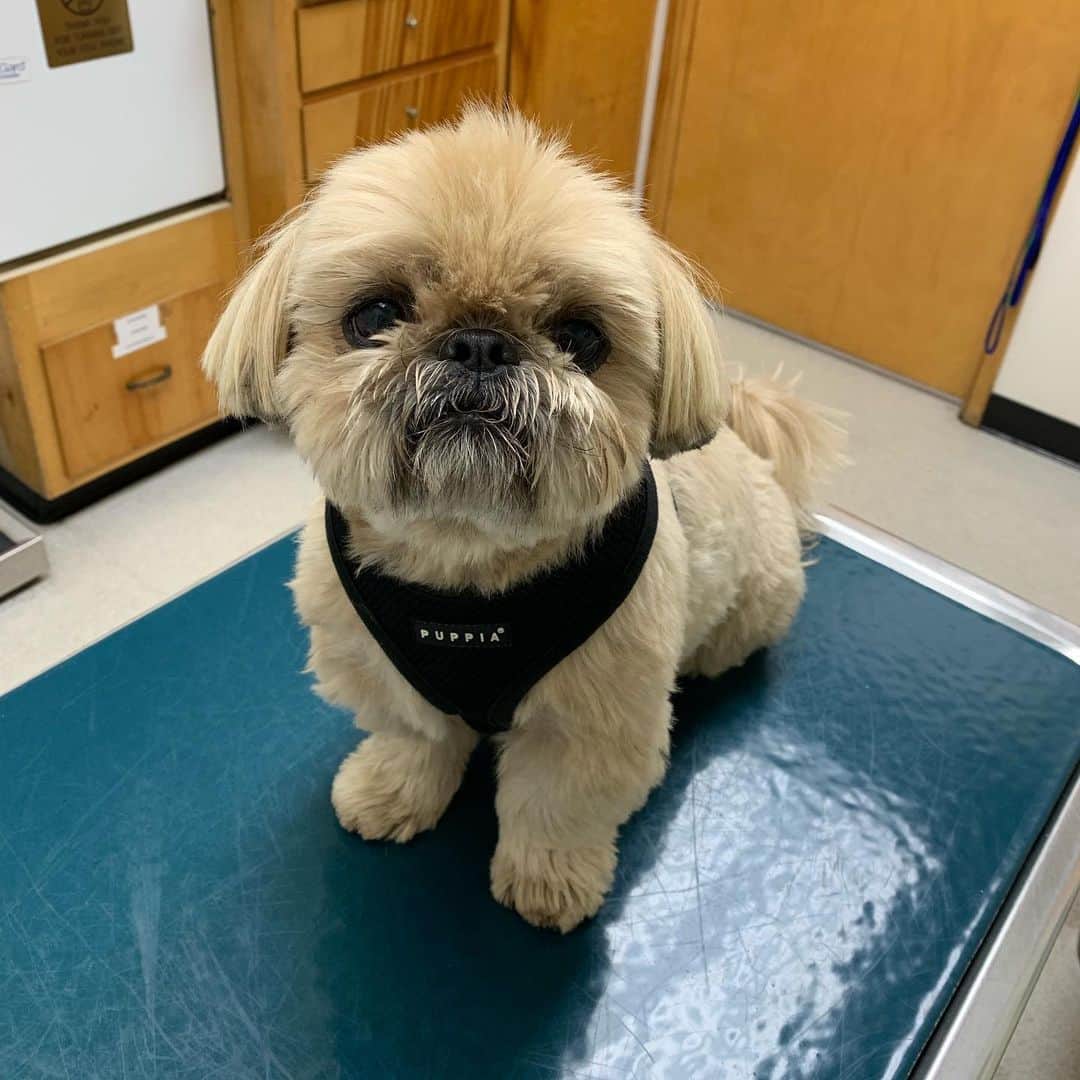 Dougie the Shih Tzuさんのインスタグラム写真 - (Dougie the Shih TzuInstagram)「Ears are all better! (Check stories for more)」8月8日 1時19分 - dailydougie