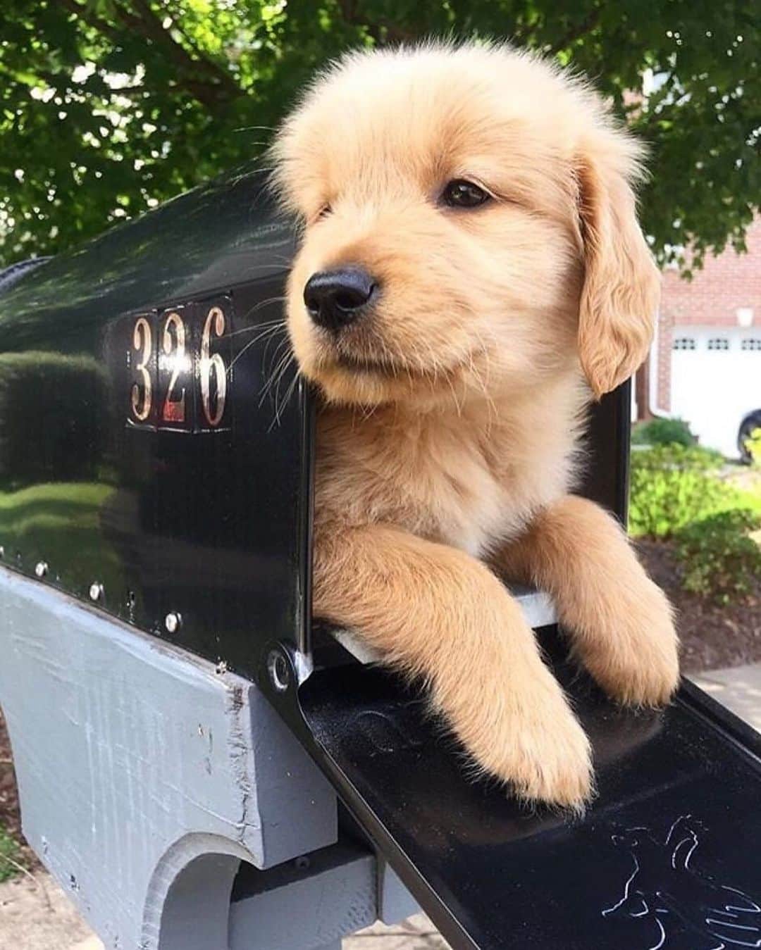 チェイサーのインスタグラム：「special delivery!!📦🐶 #chaserbrand @goldenboy_boomer」