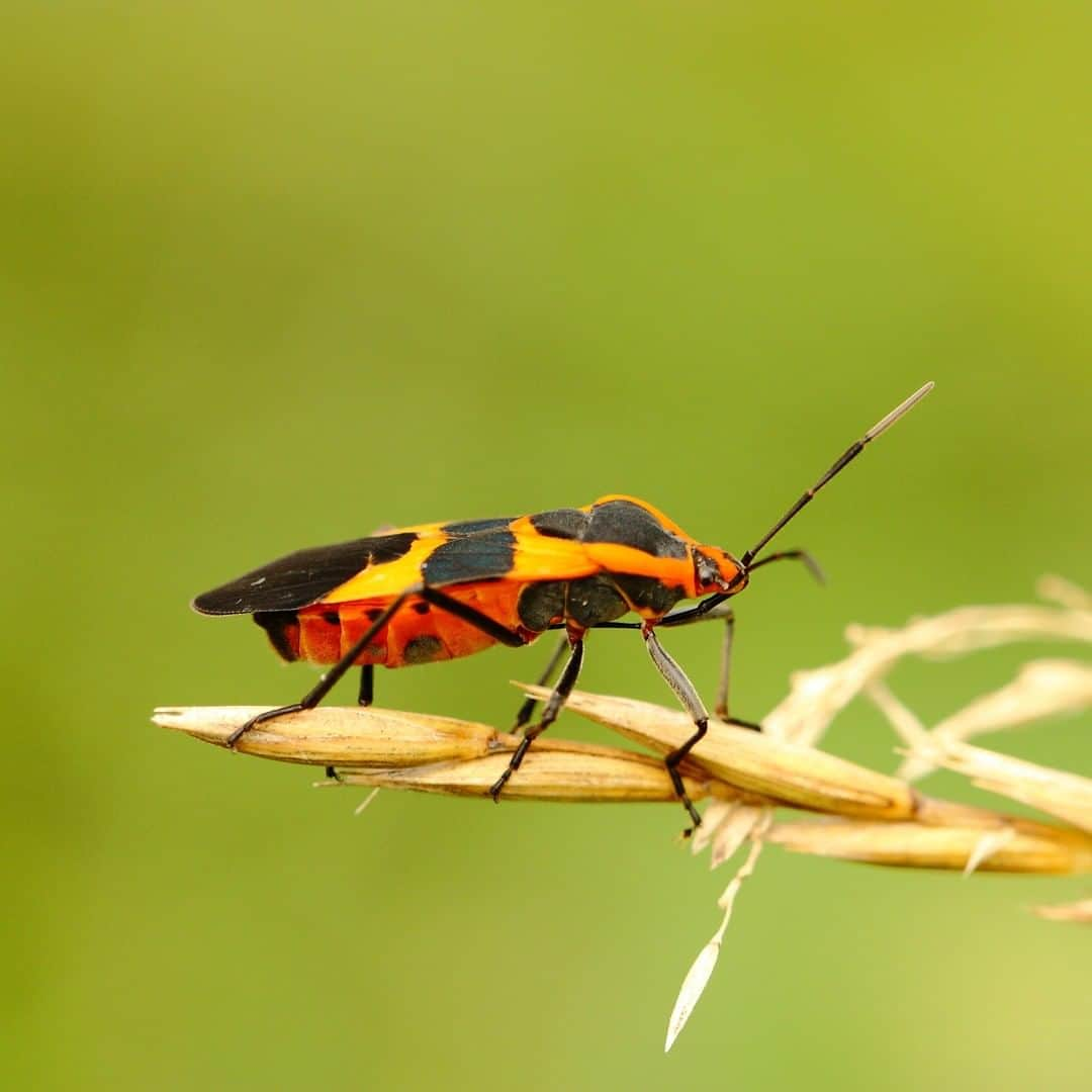 アニマルプラネットさんのインスタグラム写真 - (アニマルプラネットInstagram)「This is the milkweed bug! Using its long proboscis (think like a pointy, sucking tube thing) it pierces into milkweed plants and sucks up the milkweed. The toxins they consume make them toxic too! . . . . . . . #animalplanetupclose #animalsofinstagram #animalplanet #animaloftheday #wild #wildlife #outdoors #animals #wildanimals #conservation #nature #animallovers #instanature #wildgeography  #milkweedbug」8月8日 2時33分 - animalplanet