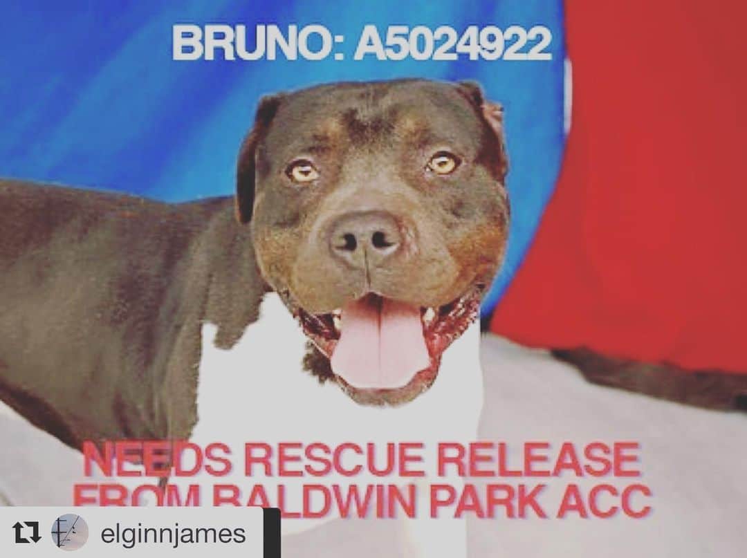 JR・ボーンさんのインスタグラム写真 - (JR・ボーンInstagram)「#Repost @elginnjames ・・・ PLEASE read and please share!! This handsome boy is Bruno! See his Video in second slide. He’s a ‘rescue release only’ meaning he cannot be released to an individual adopter only to a Rescue that’s a partner with  @baldwinparkanimalslaco Baldwin Park Rescue in LA. He’s so handsome but absolutely languishing and his spirit is breaking. @smilingbrinks has his basic assessment info he can share. He’s been there since Feb and we feel is doomed unless something special happens.  @smilingbrinks can help interested rescues in any way needed. DM him or use e-mail in profile  #pitbullsmile, #brinks #adoptdontshop #dontbullymybreed #pitbull #bslsucks #rescue #pets #puppy #happy #smile  #apbt #bully #dogsofinstagram #dog」8月8日 2時54分 - jrbourne1111