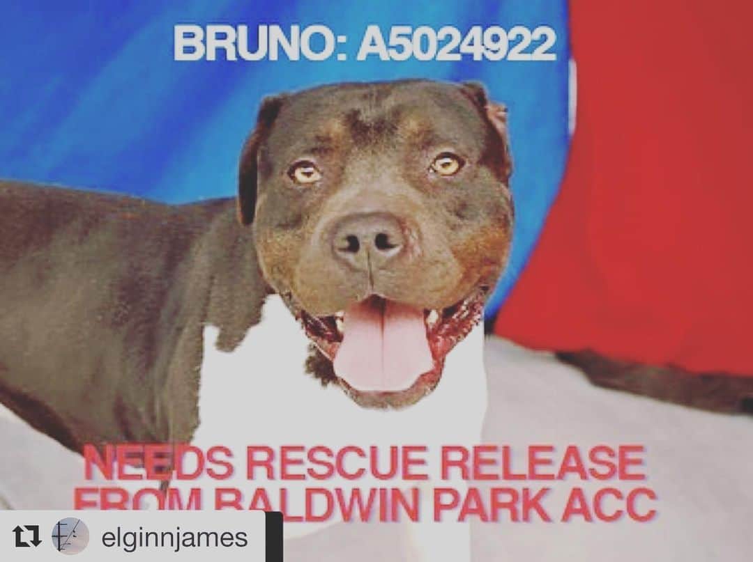 JR・ボーンのインスタグラム：「#Repost @elginnjames ・・・ PLEASE read and please share!! This handsome boy is Bruno! See his Video in second slide. He’s a ‘rescue release only’ meaning he cannot be released to an individual adopter only to a Rescue that’s a partner with  @baldwinparkanimalslaco Baldwin Park Rescue in LA. He’s so handsome but absolutely languishing and his spirit is breaking. @smilingbrinks has his basic assessment info he can share. He’s been there since Feb and we feel is doomed unless something special happens.  @smilingbrinks can help interested rescues in any way needed. DM him or use e-mail in profile  #pitbullsmile, #brinks #adoptdontshop #dontbullymybreed #pitbull #bslsucks #rescue #pets #puppy #happy #smile  #apbt #bully #dogsofinstagram #dog」