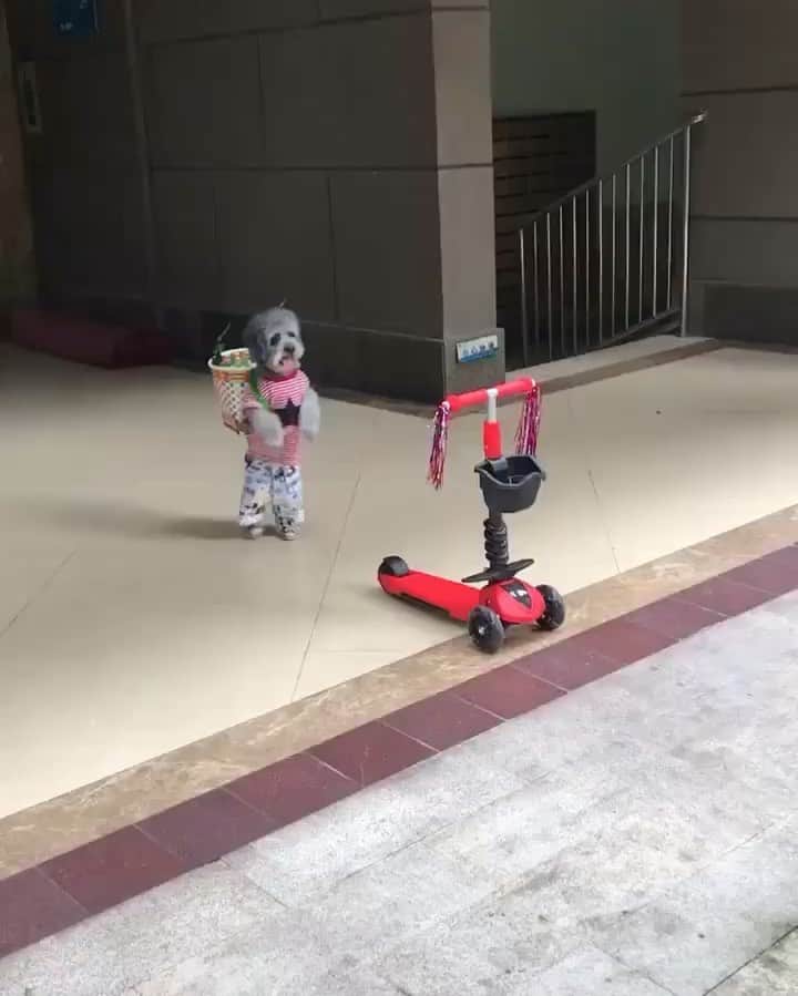 Paul Octaviousのインスタグラム：「My first time on the scooters in Chicago 😕」