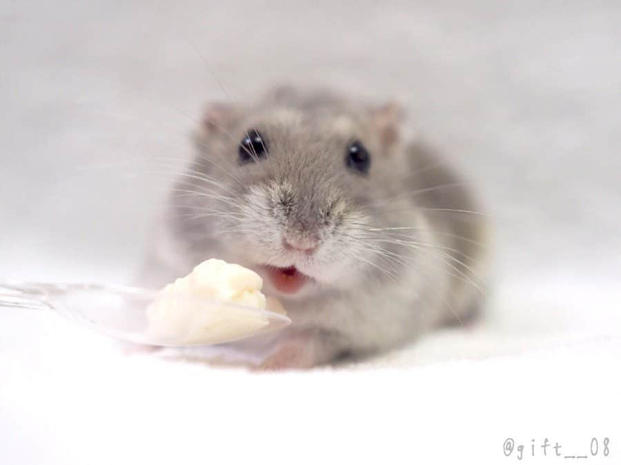 manoさんのインスタグラム写真 - (manoInstagram)「2019.08.08 ベビーフェイスなパドル🐹 . 食欲旺盛で、特にラクトバイトがお気に入りのようです😊 . #パドル #PADDLE #アニマル写真部 #ふわもこ部 #親バカ部 #かわいい #もふもふ #ハムスター #ジャンガリアン #ブルーサファイア #イケメン #癒し #ハムスタグラム #햄스터 #pet #cute #animal #lovely #kawaii #hamster #hammy #igersjp  #hamstergram #instagramjapan #petlover #pet_of_our_world #OLYMPUS #OLYMPUSPENF」8月8日 13時16分 - gift__08