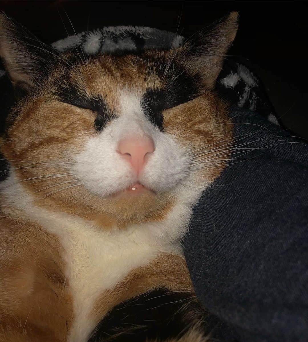 リリーのインスタグラム：「Sleepy Lilly is a sweet Lilly💚」