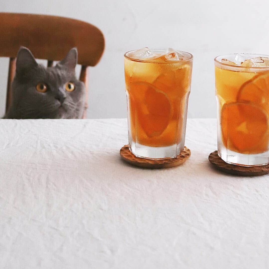 樋口正樹さんのインスタグラム写真 - (樋口正樹Instagram)「iced tea . 午後のアイスティー、 オレンジフレーバー。 . . #アイスティー #icedtea #worldcatday #世界猫の日」8月8日 13時47分 - higuccini