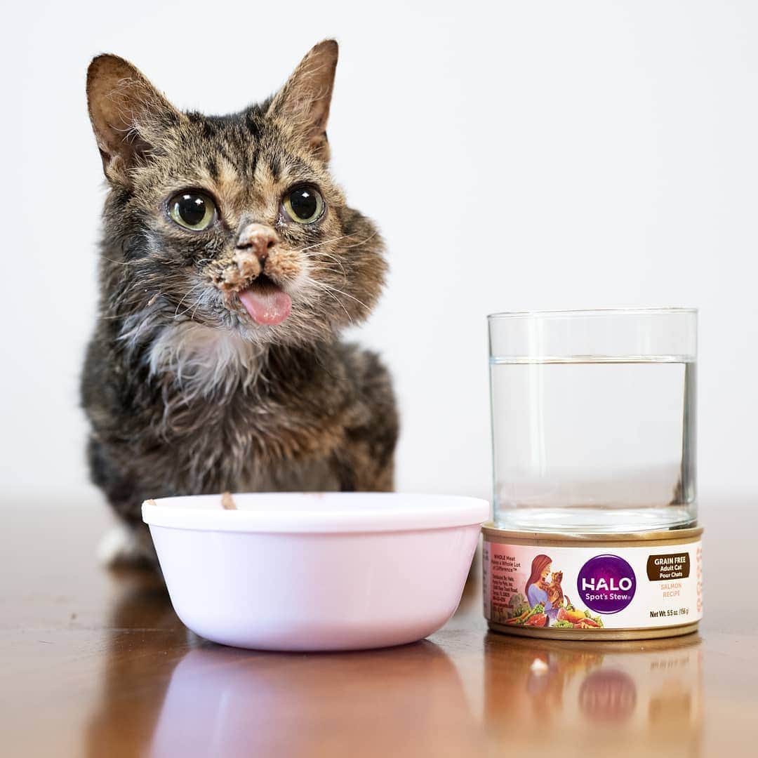 Lil BUBさんのインスタグラム写真 - (Lil BUBInstagram)「Many domestic cats don't drink enough water, and BUB is one of them. This is why she exclusively eats Halo wet food, because it keeps her hydrated, and it's damn fine food. Definitely worth the ungodly mess she makes with it.」8月8日 4時48分 - iamlilbub