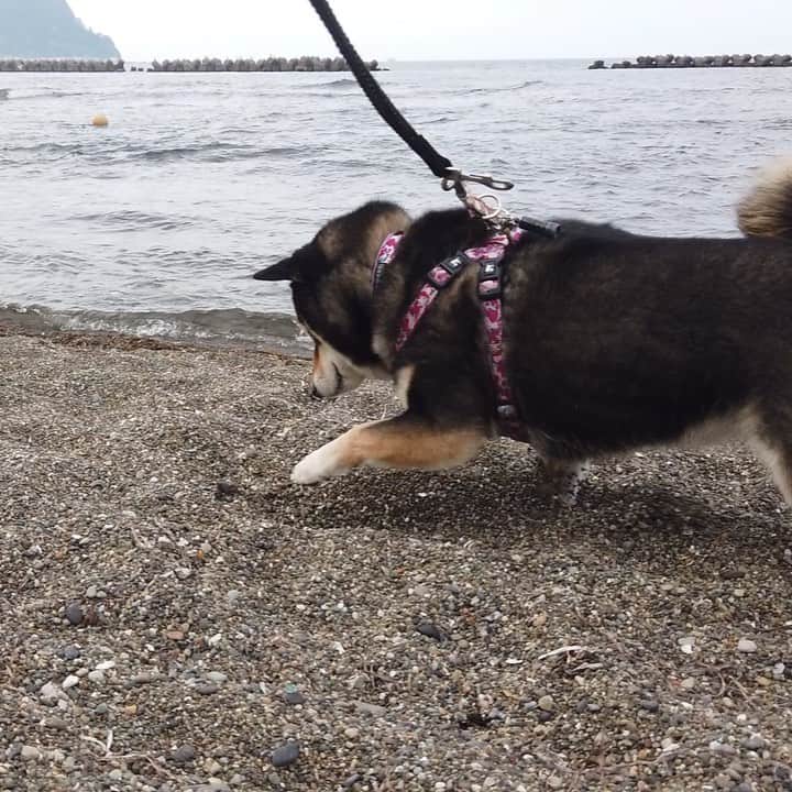 のインスタグラム：「・ カニさん🦀あそぼー🐶💕 ・ いてっ🐶💦君、挟むの🐶❓ ・ …遊ぼうよ🐶💕🦀 ・ #こっ怖くないよ #さっさわれるよ #カニ初体験🦀 #その後ブレスレットに… ・ 北海道の柴犬 #柴北会 の皆ワン🐶💕くん活頑張ろう🐶👍🏻💕 ・ #adorable #instadog#shibainu#dog#instagramjapan#instashiba#kuroshiba #kuroshiba#socute #cutedog#いぬのきもち #黒柴 #dogstagram #furubira」