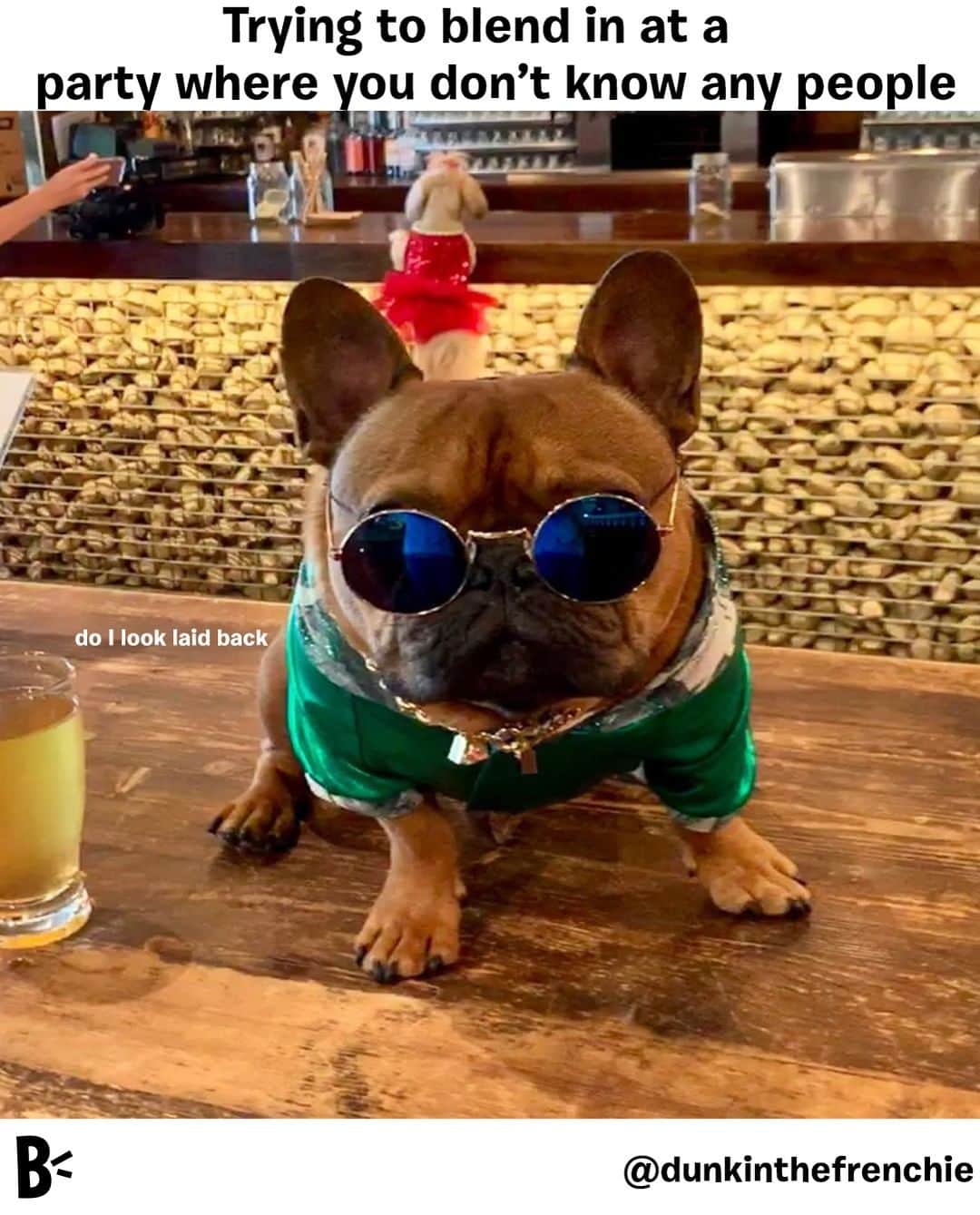 BarkBoxさんのインスタグラム写真 - (BarkBoxInstagram)「pro tip: you don't have to make small talk if you spend 3 hours shoving chips into your mouth.⁠ ⁠ ⁠ @dunkinthefrenchie」8月8日 6時00分 - barkbox