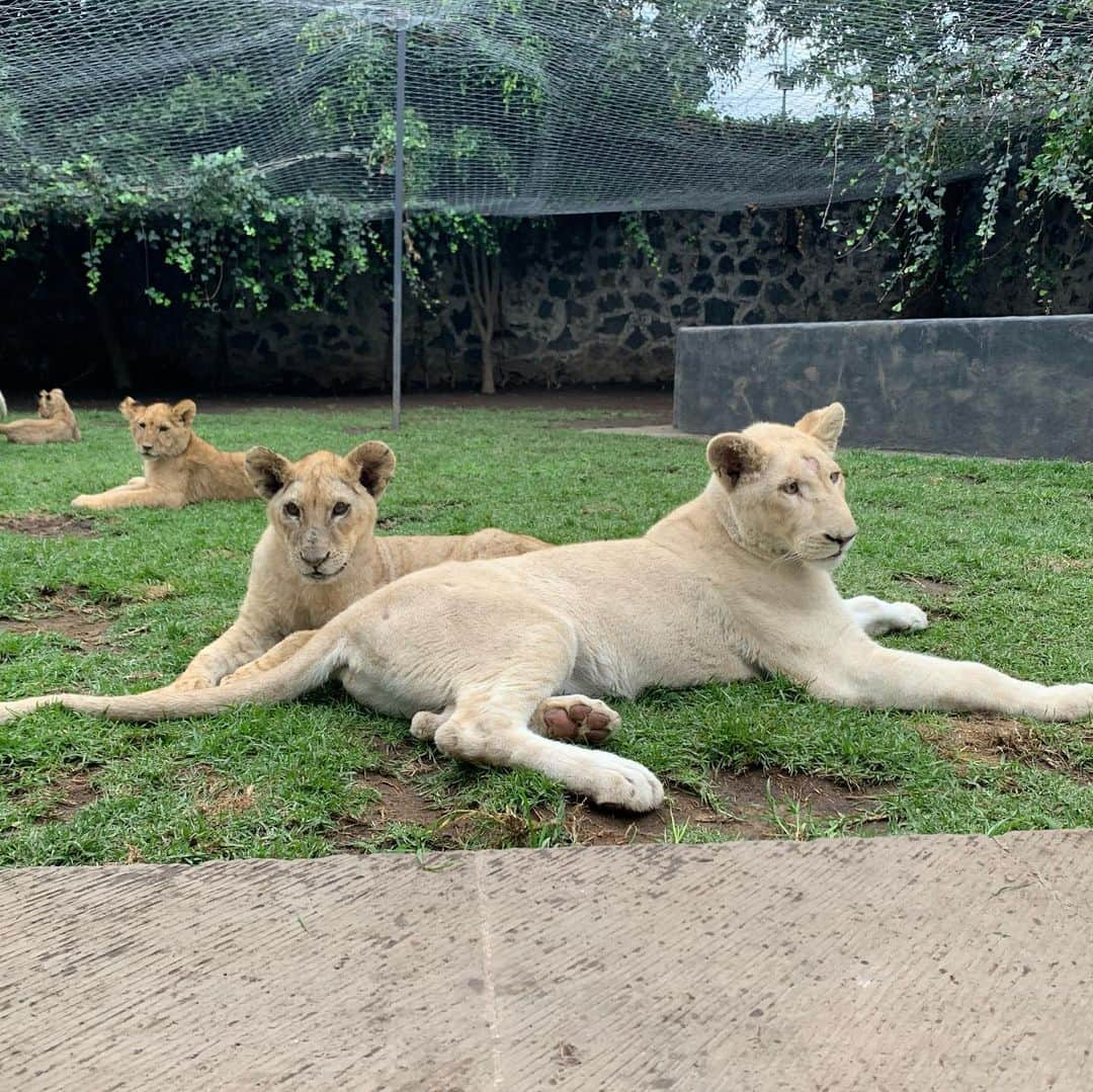 Black Jaguar-White Tiger さんのインスタグラム写真 - (Black Jaguar-White Tiger Instagram)「Kenny P and Snow :) #LosMagicosBJWT #SaveLions」8月8日 6時20分 - blackjaguarwhitetiger