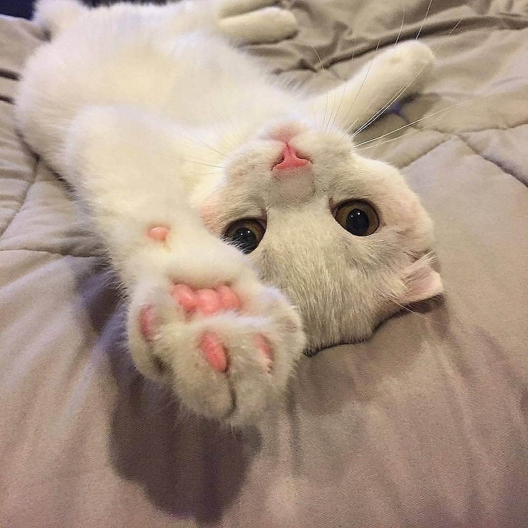 Cute Pets Dogs Catsさんのインスタグラム写真 - (Cute Pets Dogs CatsInstagram)「Look at this cute baby! 😊 📩 Submit your cat’s photo to our contest email to be featured! ❤️ . . . 😻❤❤❤ ~ double tap  Follow our main page @kittens_of_world for more cute kittens! 😺 📷 by @r2catmackerel #kittens_of_world and follow us to be feature 😺 . . . #kittens_of_world #kittens_of_world #kittens_of_world #kitty #cats #kitten #kittens #kedi #katze #แมว #猫 #ねこ #ネコ #貓 #고양이 #Кот #котэ #котик #кошка #chat #neko #gato #gatto #meow #kawaii #nature #pet #animal #instacat #instapet #mycat #catlover」8月8日 6時16分 - dailycatclub