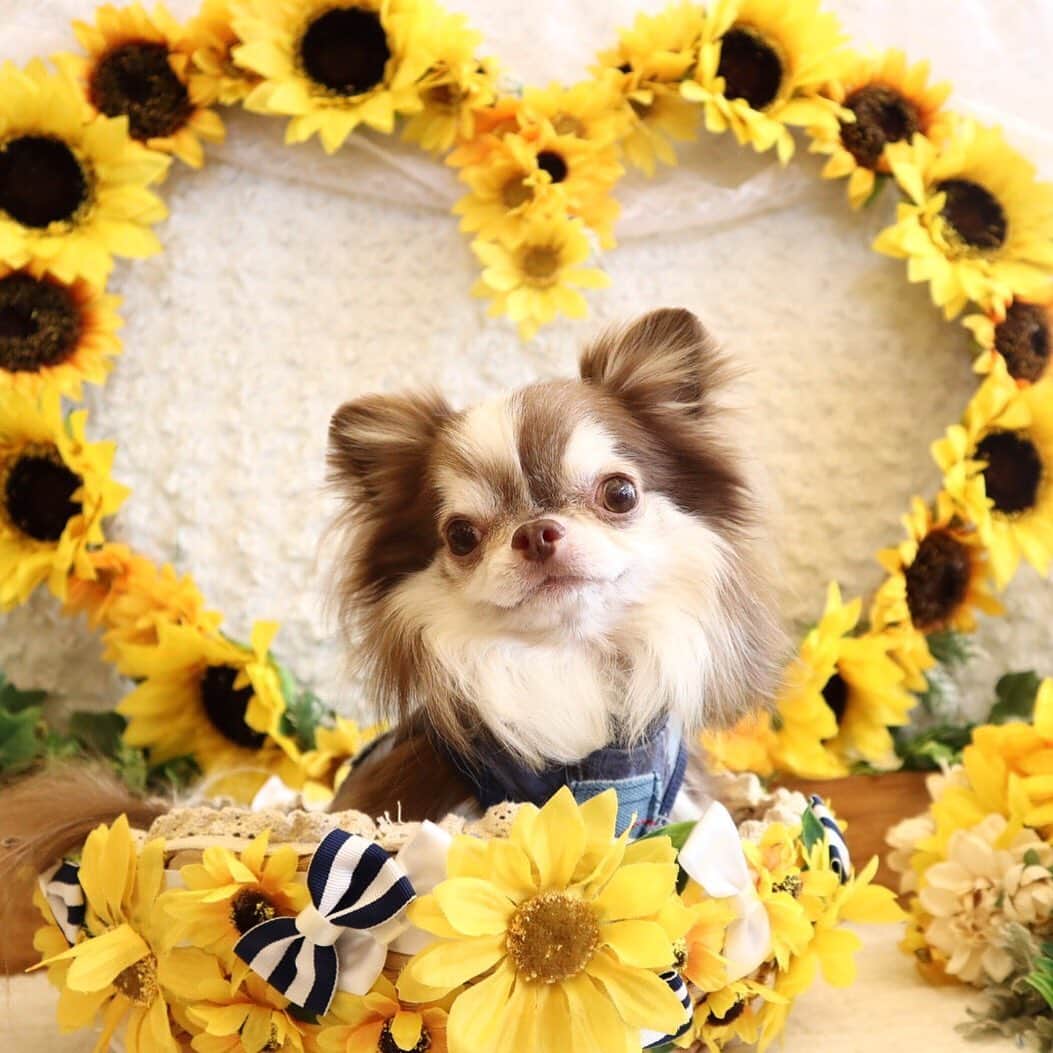kayoのインスタグラム：「* * ひまわり〜😍🌻🌻 * * Lychee💗🌻 * * #ひまわり * #chihuahua#chihuahualove#dogstgram#dog#instadog#チワワ#チワワ大好き * *」