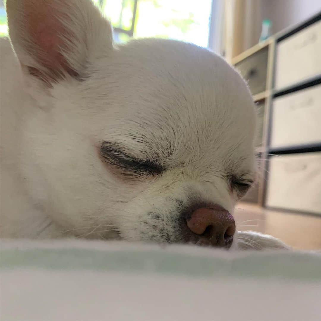 KORIKIさんのインスタグラム写真 - (KORIKIInstagram)「おはようございます♪ * #気づかれた #dogofsapporo #dog, #dogs, #dogstagram,#chihuahua,#犬バカ部,#チワワ,#koriki, #hanadog #白スムチ連合会, #スムチー,  #dogofthedayjp, #dogoftheday  #ilovemydog #instadog #instapet #WhiteChihuahua  #吉娃娃 #치와와  #dogsofinstagram #Chihuahualover  #チワワの輪 #barkbox #WhiteChihuahuaParty #もふもふモフモフ」8月8日 7時21分 - koriki_dog