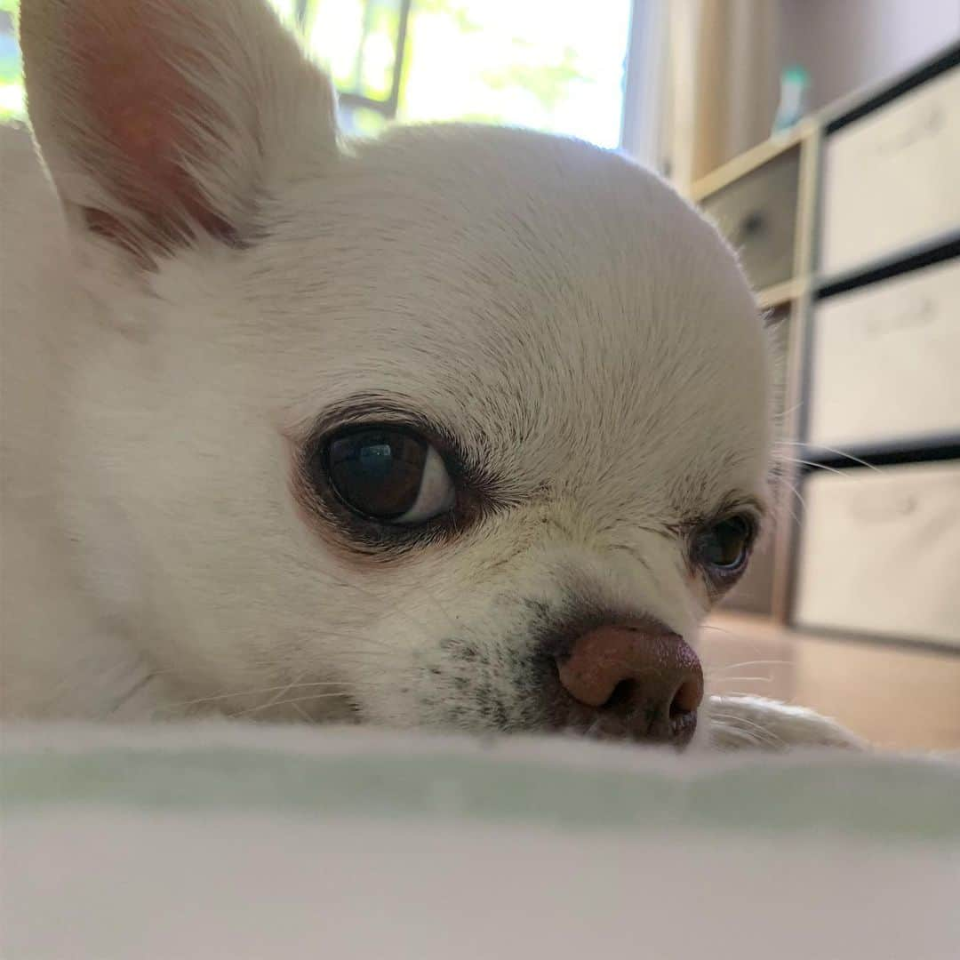 KORIKIさんのインスタグラム写真 - (KORIKIInstagram)「おはようございます♪ * #気づかれた #dogofsapporo #dog, #dogs, #dogstagram,#chihuahua,#犬バカ部,#チワワ,#koriki, #hanadog #白スムチ連合会, #スムチー,  #dogofthedayjp, #dogoftheday  #ilovemydog #instadog #instapet #WhiteChihuahua  #吉娃娃 #치와와  #dogsofinstagram #Chihuahualover  #チワワの輪 #barkbox #WhiteChihuahuaParty #もふもふモフモフ」8月8日 7時21分 - koriki_dog