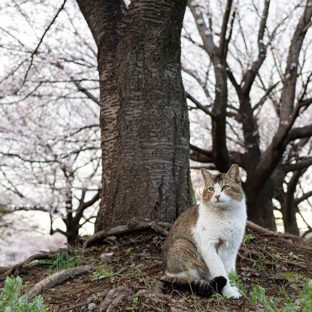 末吉 弦太さんのインスタグラム写真 - (末吉 弦太Instagram)「桜の頃の写真が今さら出てきた  #僕らの居場所は言わにゃいで ・ 外で暮らす動物たちの写真をインターネット上で公開する際は、虐待や遺棄を考えている人たちがあなたの発信した情報を悪用する可能性について考慮し、具体的な地名や位置情報などを伏せるようご配慮をお願い申し上げます。 ・ When you post the photo of stray cat, Please Don’t publish about location. If Abusers find your photo.They will come to hurt strays. Please save the life of animals !! ・ 为了在外生存的流浪猫和其它动物们能够平静的生活，请不要公开摄影的场所. ・ 길 고양이나 야외 생활을 하고 있는 동물들의 편안한 생활을 위해 촬영 장소는 공개하지 않도록 하겠습니다. ・ หากคุณถ่ายรูปแมวจรจัด กรุณาอย่าลงสถานที่ที่คุณได้ถ่ายพวกเค้าไว้ เนื่องจากอาจมีคนใจร้ายไปทำอันตรายต่อแมวได้ มาช่วยกันอนุรักษ์แมวกันนะครับ」8月8日 7時23分 - gtx_777r