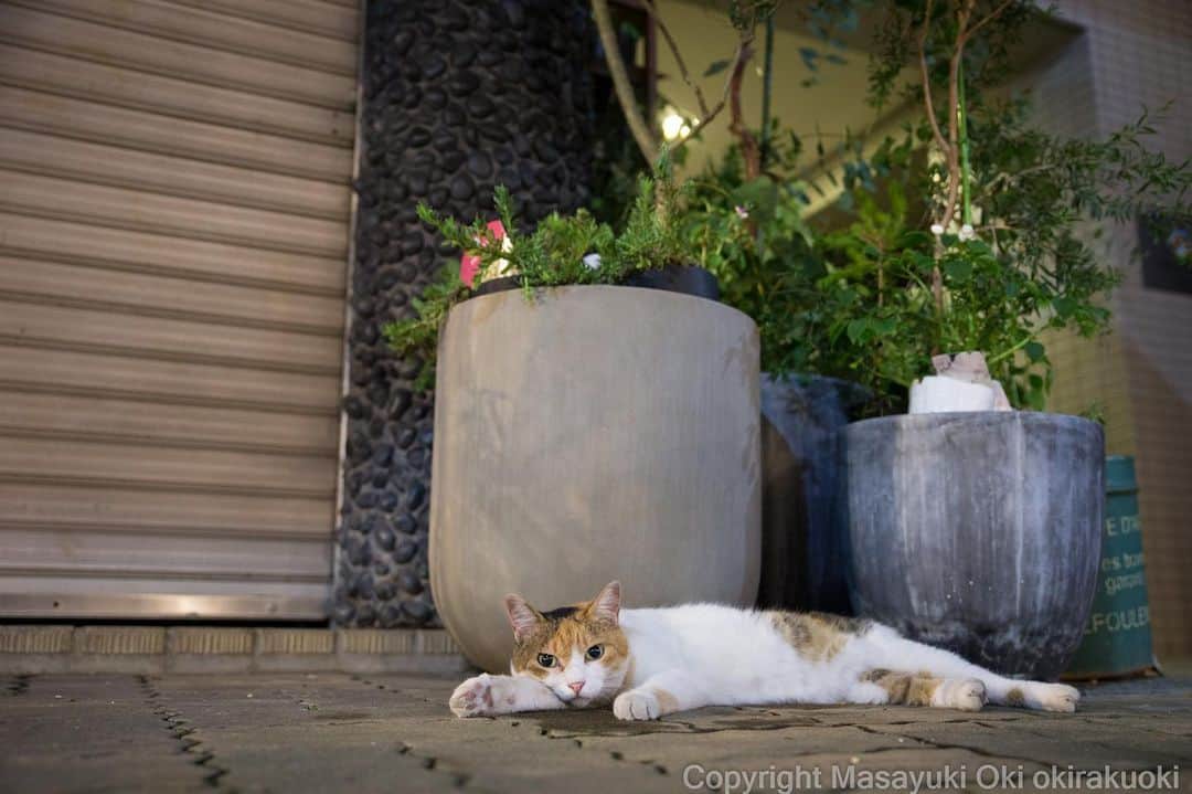 Masayukiさんのインスタグラム写真 - (MasayukiInstagram)「閉店だよ。  おはようございます。 Good morning from Tokyo Japan ⛅️ #cat #ねこ」8月8日 7時37分 - okirakuoki