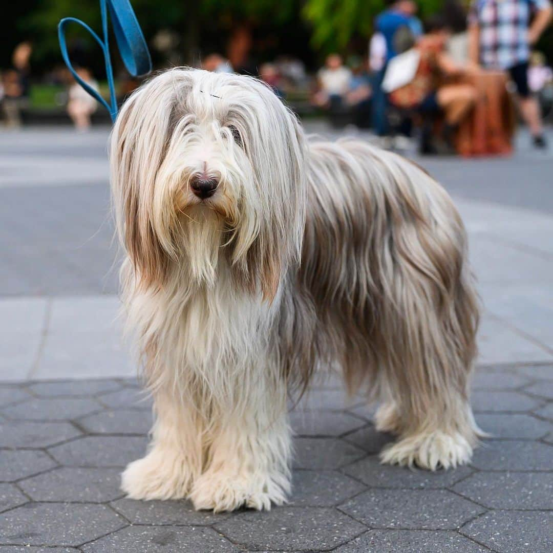 The Dogistさんのインスタグラム写真 - (The DogistInstagram)「Emma, Bearded Collie (4 y/o), Washington Square Park, New York, NY • “She’s a Champion show dog and a licensed therapy dog. We took a course and we each had to get all our shots.”」8月8日 7時44分 - thedogist