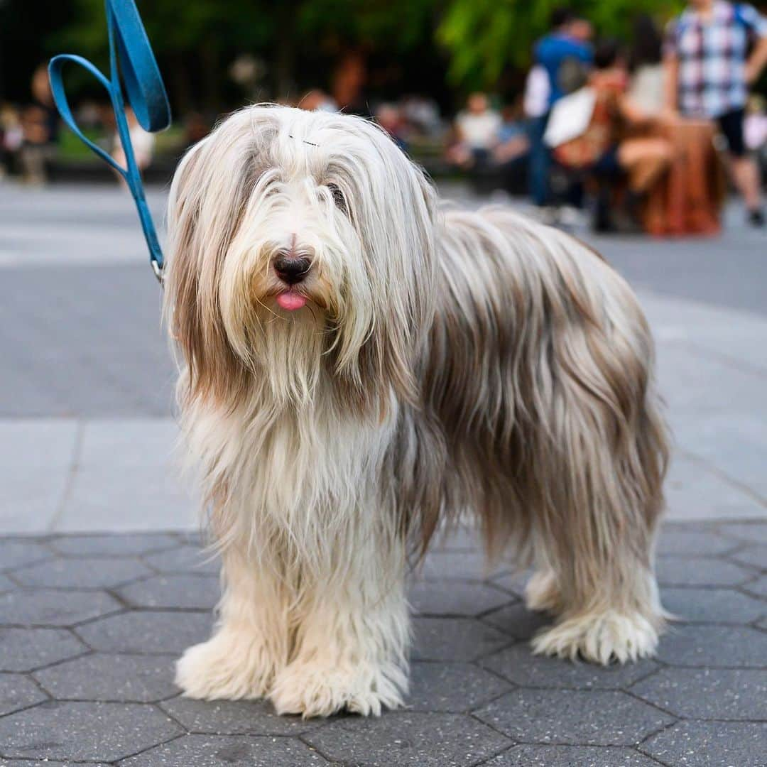 The Dogistさんのインスタグラム写真 - (The DogistInstagram)「Emma, Bearded Collie (4 y/o), Washington Square Park, New York, NY • “She’s a Champion show dog and a licensed therapy dog. We took a course and we each had to get all our shots.”」8月8日 7時44分 - thedogist