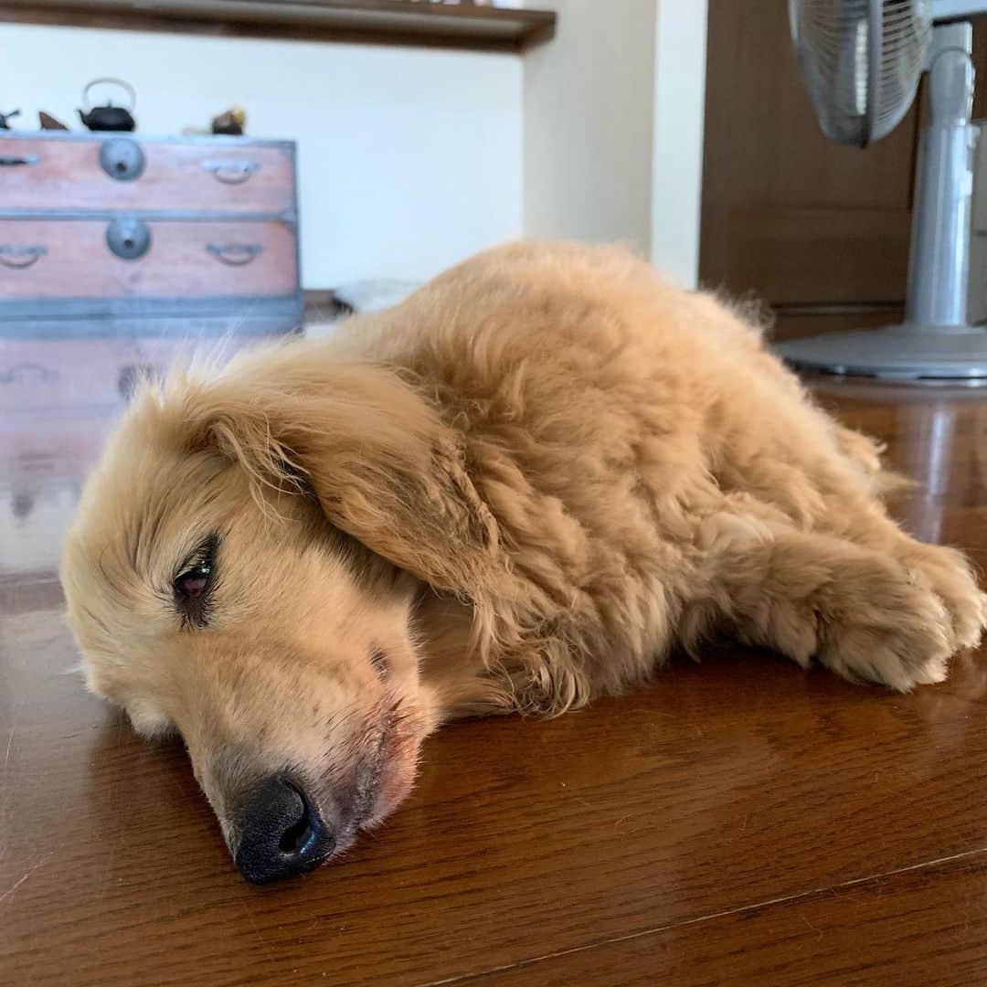 ハッチ＆ニコのインスタグラム：「Good morning ☀️ 暑すぎて行倒れる夏ハッチ🐶💤 #カメラ嫌い同好会 #pecoいぬ部 #犬の生活が第一 #癒しわんこ #dachshund #犬バカ部 #短足部 #ふわもこ部 #tokyocameraclub #東京カメラ部」