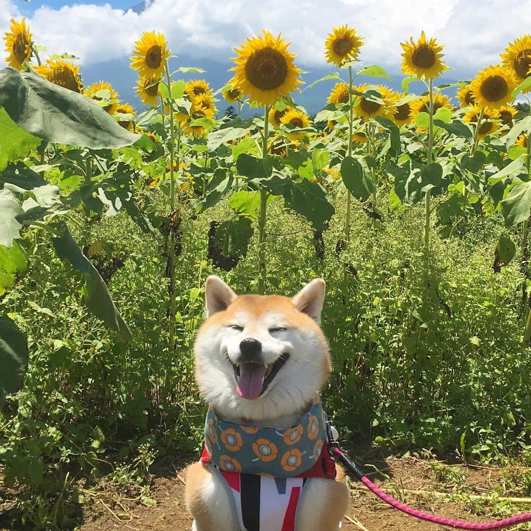 てんパパさんのインスタグラム写真 - (てんパパInstagram)「強い陽射しと富士山を隠す雲にやられた。 #花の都公園 #真夏 #ひまわり #百日草 #雲に隠れた富士山 #世界遺産と天然記念物 #花とてん」8月8日 7時57分 - tenchan.shiba