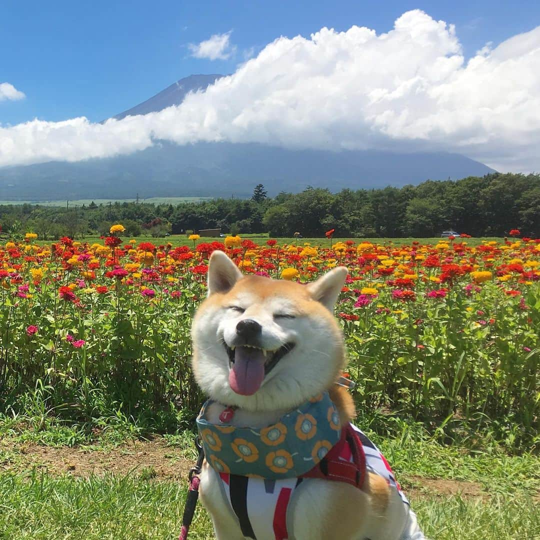 てんパパさんのインスタグラム写真 - (てんパパInstagram)「強い陽射しと富士山を隠す雲にやられた。 #花の都公園 #真夏 #ひまわり #百日草 #雲に隠れた富士山 #世界遺産と天然記念物 #花とてん」8月8日 7時57分 - tenchan.shiba