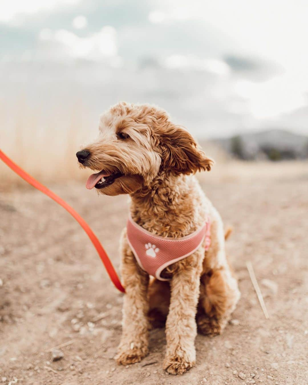 Aspyn Ovard Ferrisさんのインスタグラム写真 - (Aspyn Ovard FerrisInstagram)「So so so so so so in love with my puppy 🐶 .... and my hubby and baby but these pics of my puppy are everything!!!!!!!!! My dopey little bunny angel pupper nugget 💕💕💕 Comment which one is your fav... I literally can’t pick!!!!」8月8日 8時00分 - aspynovard