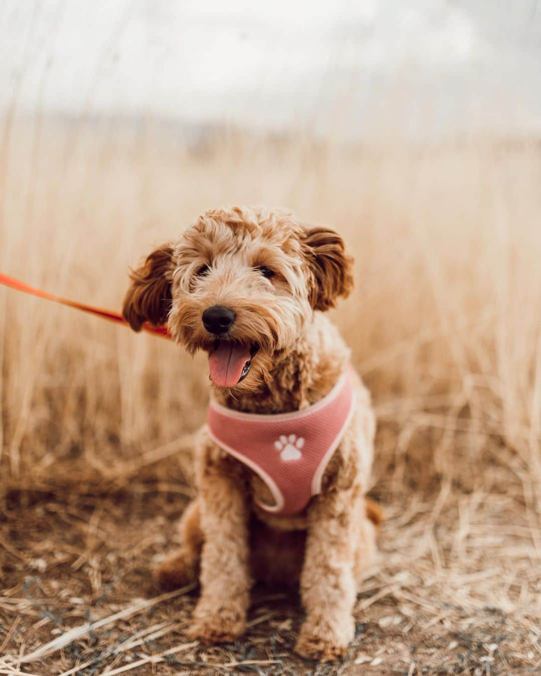 Aspyn Ovard Ferrisさんのインスタグラム写真 - (Aspyn Ovard FerrisInstagram)「So so so so so so in love with my puppy 🐶 .... and my hubby and baby but these pics of my puppy are everything!!!!!!!!! My dopey little bunny angel pupper nugget 💕💕💕 Comment which one is your fav... I literally can’t pick!!!!」8月8日 8時00分 - aspynovard