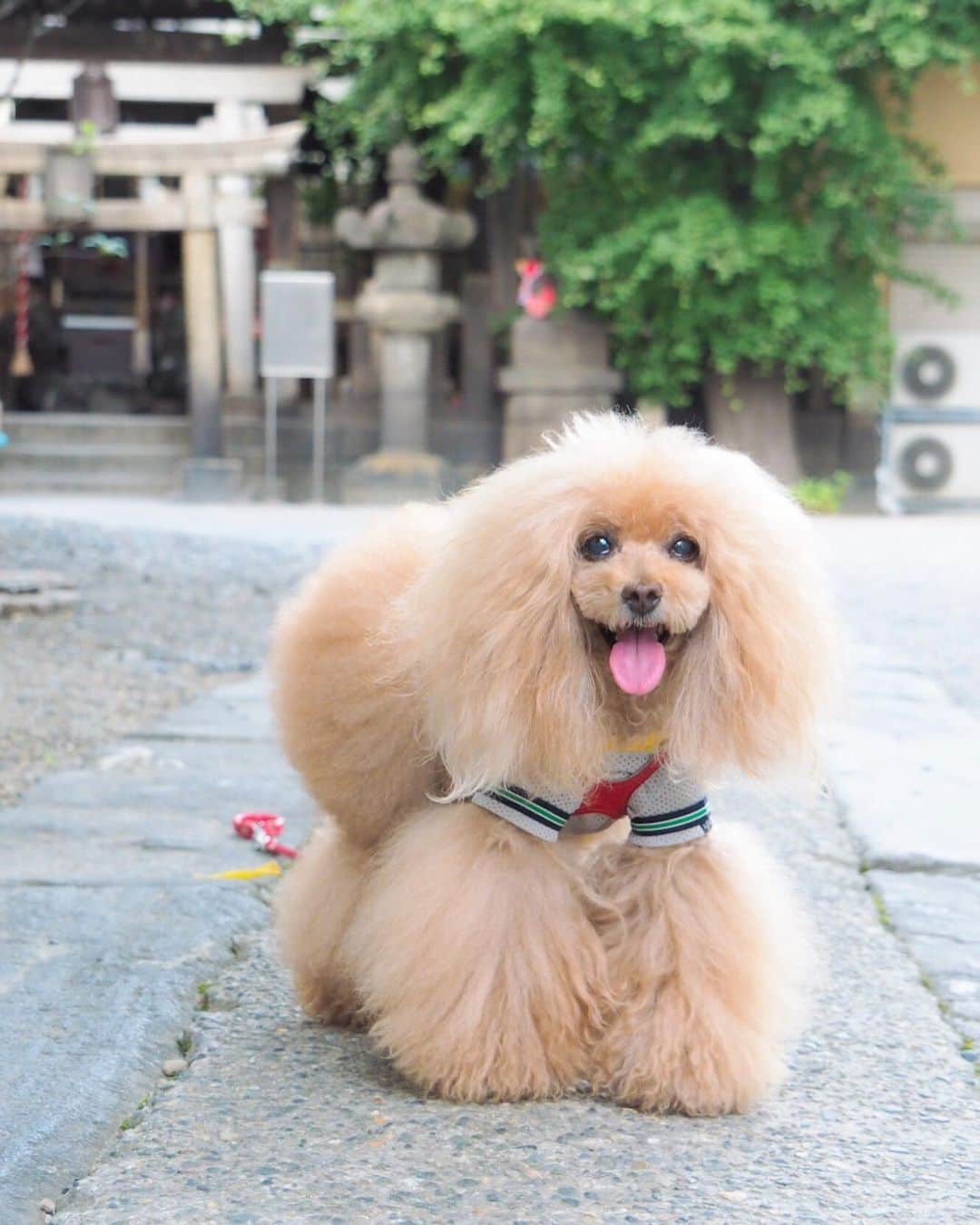 Toypoodle Mikuru?Asakusa Tokyoのインスタグラム：「20190808 Thursday. Good morning! Friends 💕 酷暑🥵 朝からみくるは肉活頑張ってます🍖 . ❶ 被官稲荷神社でお参り⛩ ❷ 変則😳みくるの法則動画。私はみくるがわからない😰 ❸❹❺ 花やしきあたりふらっと ❻ 肉活 ❼ オニクある所にみくるアリ動画 . 昨日は保健室でお薬もらって下痢ぽん しのぎました。 今朝はストッパー飲んでから地下鉄🚇乗りました。 下痢ぽん辛いなぁ... . #肉活 #ilovejapan #被官稲荷神社」