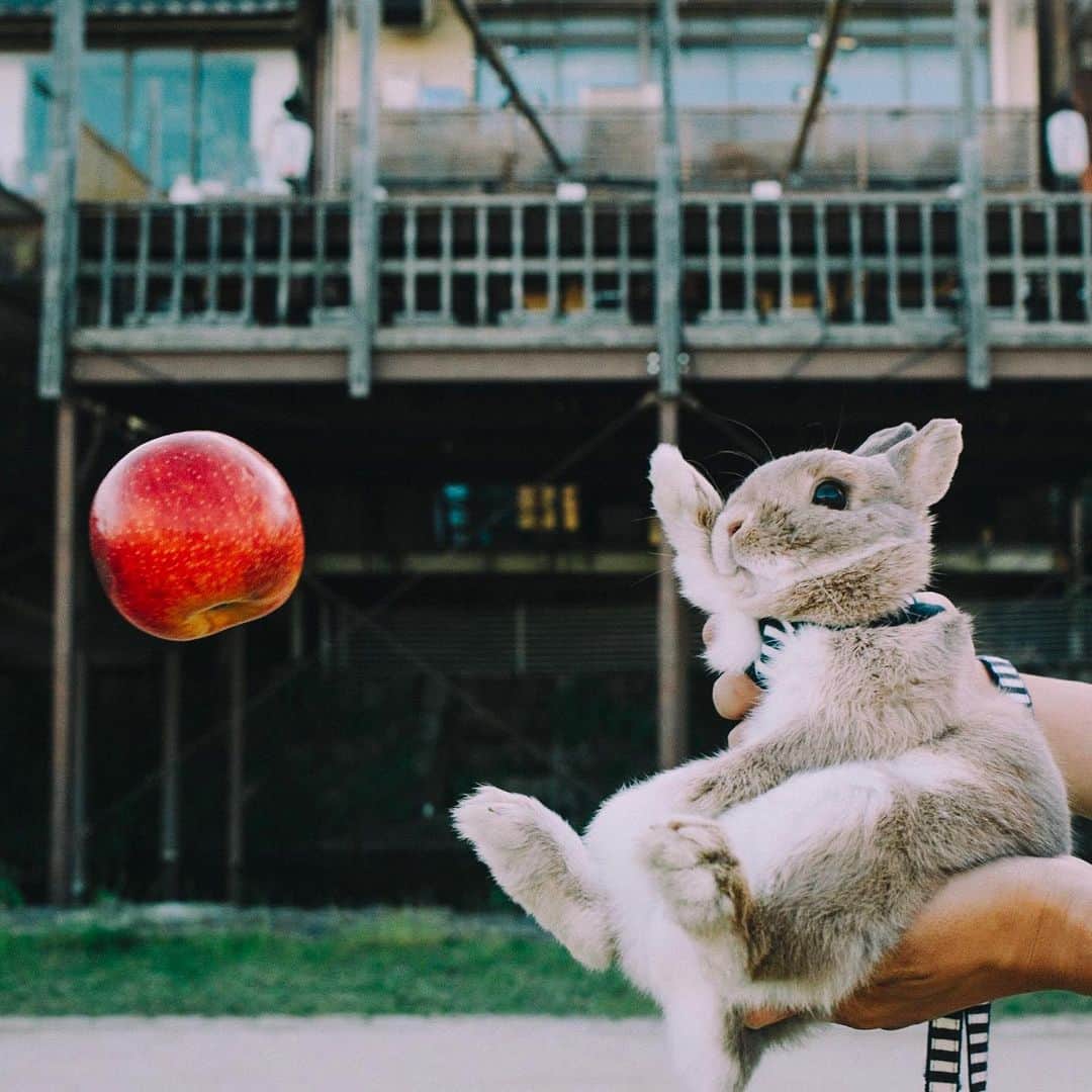 hiderin777のインスタグラム：「おはようございます。 . . . 魔法使い🐰🍎 . . . . #contax  #distagon  #35mm  #carlzeiss #くまごろう」