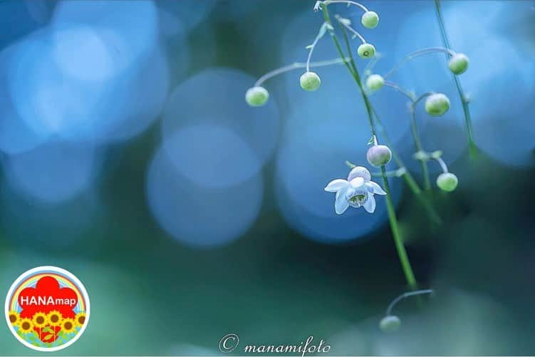 はなまっぷ❁日本の花風景さんのインスタグラム写真 - (はなまっぷ❁日本の花風景Instagram)「🌻🌺はなまっぷの夏まつり🌺🌻 * @harpangel55 さんの 夏の花々に花まるを💮 * 暑さに負けずに咲き誇る素敵な夏の花々をありがとうございます😊🌺 * 🌻蓮華升麻（レンゲショウマ）の花言葉🌻 伝統美 * 🌈•••🌺•••🌻•••🌺•••🌻•••🌺•••🌈 * 🌺夏まつり始めました🌺 〜8/31まで #はなまっぷ  のタグの中から、夏のお花のお写真をご紹介させていただきます。期間中はランダムに、複数枚投稿でもご紹介させていただく場合がございます。 * #夏#日本#花#レンゲショウマ#蓮華升麻 * 🌈•••🌺•••🌻•••🌺•••🌻•••🌺•••🌈 *」8月8日 8時25分 - hanamap