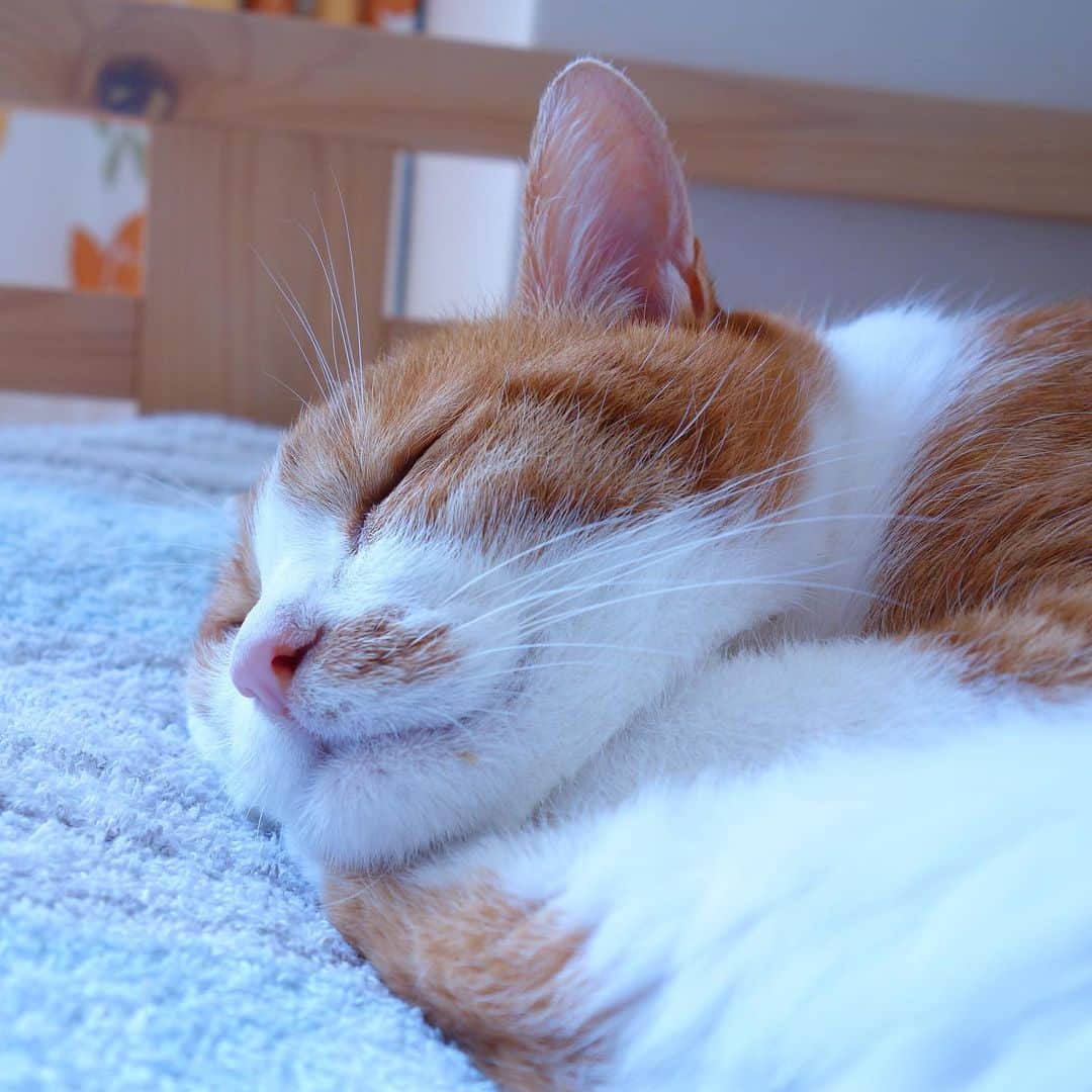 リプリー王子さんのインスタグラム写真 - (リプリー王子Instagram)「2019.08.08 #0808ripleyn  Happy World Catday!! * 今日は世界猫の日！ 世界中の猫さんがお腹いっぱい食べて ゆっくり眠れる日が来ますように！ #国際猫の日 #Worldcatday #Internationalcatday #世界猫の日 * . ムニっとなった向こうのほっぺも 可愛いの♡ #おはりぷちん ！ . #無敵の親バカ同盟 #シブにゃん隊over10  #チームラスカルにゃん #りぷちん #りぷちん2019 #ふわもこ部 #gingercat #茶トラ男子部 #excellent_cats #instacat_meows #cat_features #catsofinstagram #weeklyfluff #IGersJP #bestmeow  #ペコねこ部 #朝ワンコ夕ニャンコ  #rakutenpet #夏のにゃんこ大作戦  #うちの子の夏休み #ipet #今日のうちの子  @animalabo_official #スヤスヤ #sippo写真展に参加したい」8月8日 8時25分 - ripleyn