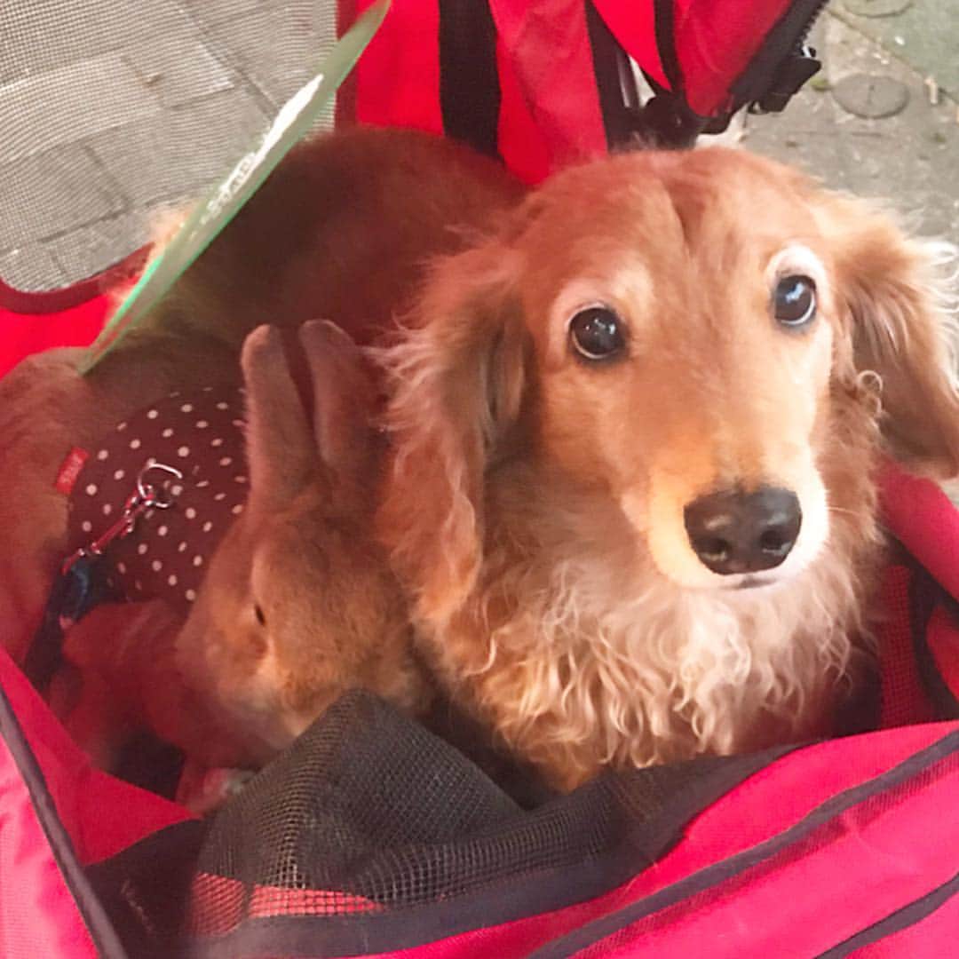 Chieko Shibutaさんのインスタグラム写真 - (Chieko ShibutaInstagram)「たろー🐶&うじゃこ🐰地方☀️ ねぶた三昧の旅 お昼のねぶたも 👍✨ 人混みと お囃子🎵🎵 たろー🐶は 一緒に旅が出来る幸せ❤️満喫💕 うじゃこ🐰は？？？(･_･; あと少し🐶🐰👩🚗💨 楽しみましょう(^_−)−☆ 💕 #dachshund #dachshunds #dachshundlove #dog #dogs #doglove #instadog #instagram #instagood #pet #pets #petsagram #cute #cutepe #cutepet #cutedog #cuteanimals #likes #09076999576 happy #smile #rabbit #ラビット #ミニュチュア #ミニュチュアダックス  #ミニュチュアダックスフント #うさぎ部 #うさぎ #ダックス #ダックスフンドロングヘアー#ねぶた祭り」8月8日 8時42分 - chieko.81