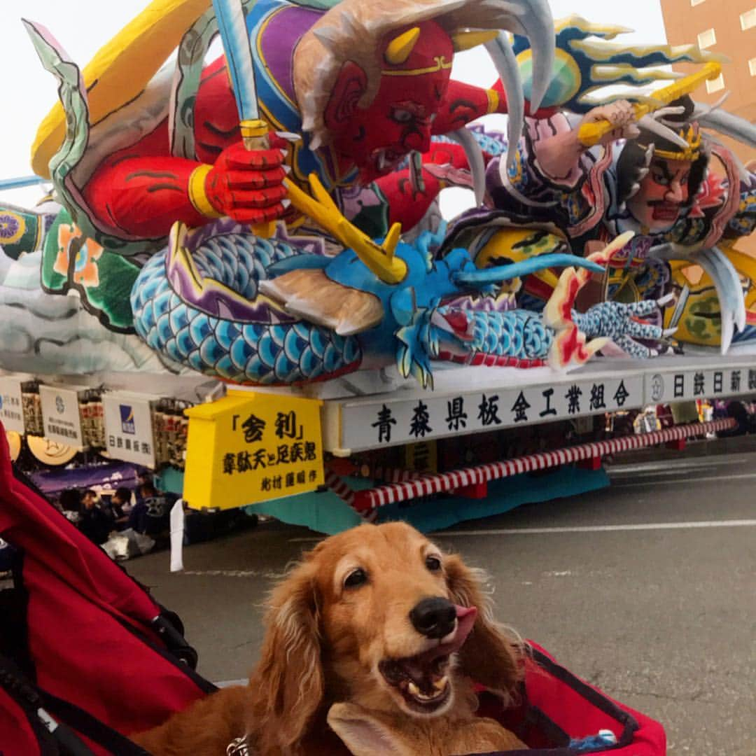 Chieko Shibutaさんのインスタグラム写真 - (Chieko ShibutaInstagram)「たろー🐶&うじゃこ🐰地方☀️ ねぶた三昧の旅 お昼のねぶたも 👍✨ 人混みと お囃子🎵🎵 たろー🐶は 一緒に旅が出来る幸せ❤️満喫💕 うじゃこ🐰は？？？(･_･; あと少し🐶🐰👩🚗💨 楽しみましょう(^_−)−☆ 💕 #dachshund #dachshunds #dachshundlove #dog #dogs #doglove #instadog #instagram #instagood #pet #pets #petsagram #cute #cutepe #cutepet #cutedog #cuteanimals #likes #09076999576 happy #smile #rabbit #ラビット #ミニュチュア #ミニュチュアダックス  #ミニュチュアダックスフント #うさぎ部 #うさぎ #ダックス #ダックスフンドロングヘアー#ねぶた祭り」8月8日 8時42分 - chieko.81