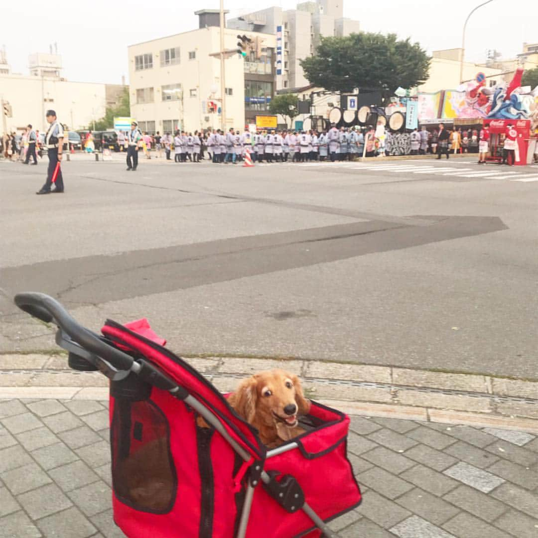 Chieko Shibutaさんのインスタグラム写真 - (Chieko ShibutaInstagram)「たろー🐶&うじゃこ🐰地方☀️ ねぶた三昧の旅 お昼のねぶたも 👍✨ 人混みと お囃子🎵🎵 たろー🐶は 一緒に旅が出来る幸せ❤️満喫💕 うじゃこ🐰は？？？(･_･; あと少し🐶🐰👩🚗💨 楽しみましょう(^_−)−☆ 💕 #dachshund #dachshunds #dachshundlove #dog #dogs #doglove #instadog #instagram #instagood #pet #pets #petsagram #cute #cutepe #cutepet #cutedog #cuteanimals #likes #09076999576 happy #smile #rabbit #ラビット #ミニュチュア #ミニュチュアダックス  #ミニュチュアダックスフント #うさぎ部 #うさぎ #ダックス #ダックスフンドロングヘアー#ねぶた祭り」8月8日 8時42分 - chieko.81