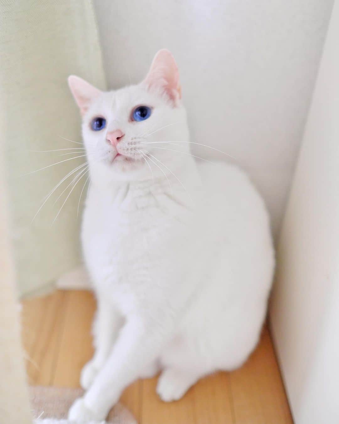 プンクマさんのインスタグラム写真 - (プンクマInstagram)「最近、チュールを用意するとタワーの上から降りてきてお座りして待つ青彩。 最初の頃はチュールの袋を目の前に出すだけで、おもいきり叩かれたけどなぁ。^_^; #青彩 #ブルーアイズ #猫 #ねこ #cat #blueeyes #catstagram #catsofinstagram」8月8日 8時55分 - pnkm913