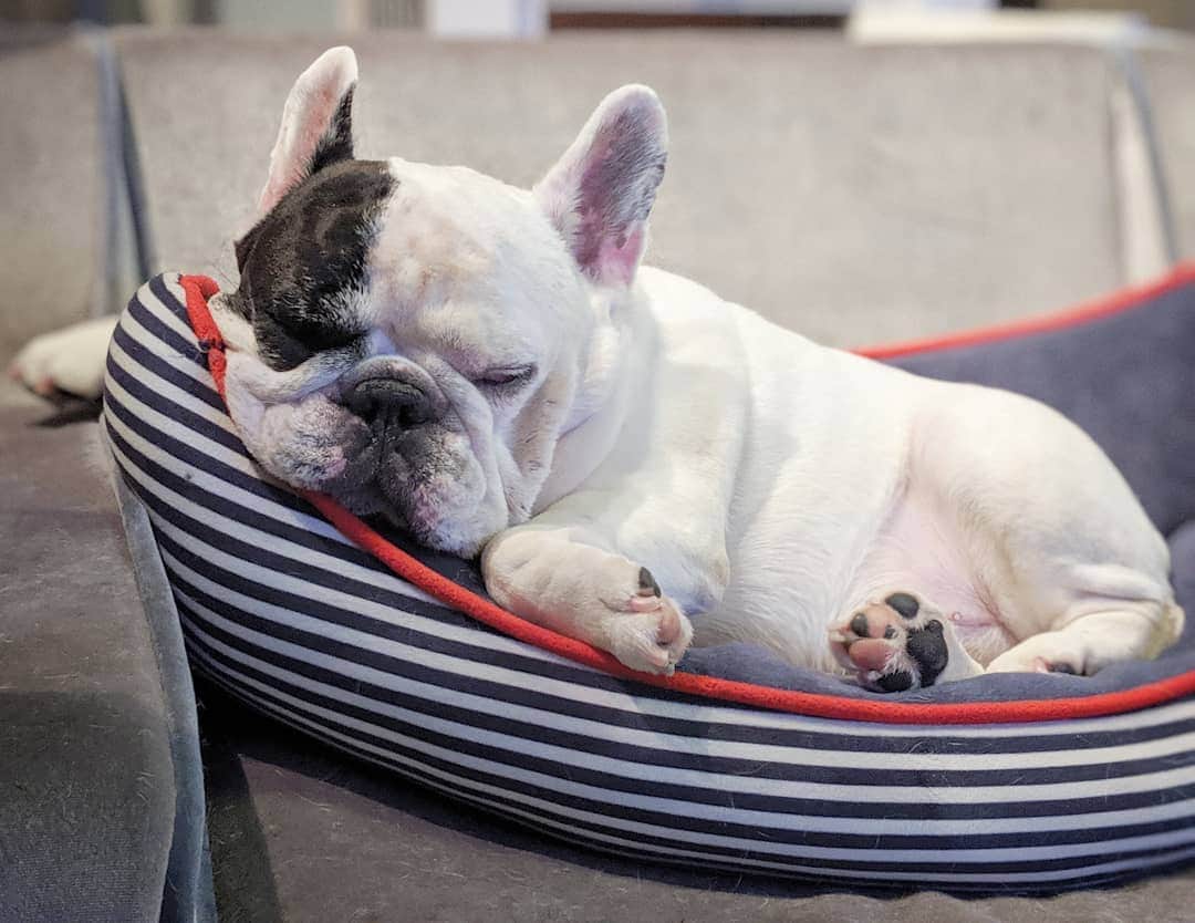 Manny The Frenchieのインスタグラム：「My face wrinkles make a good pillow 💤」