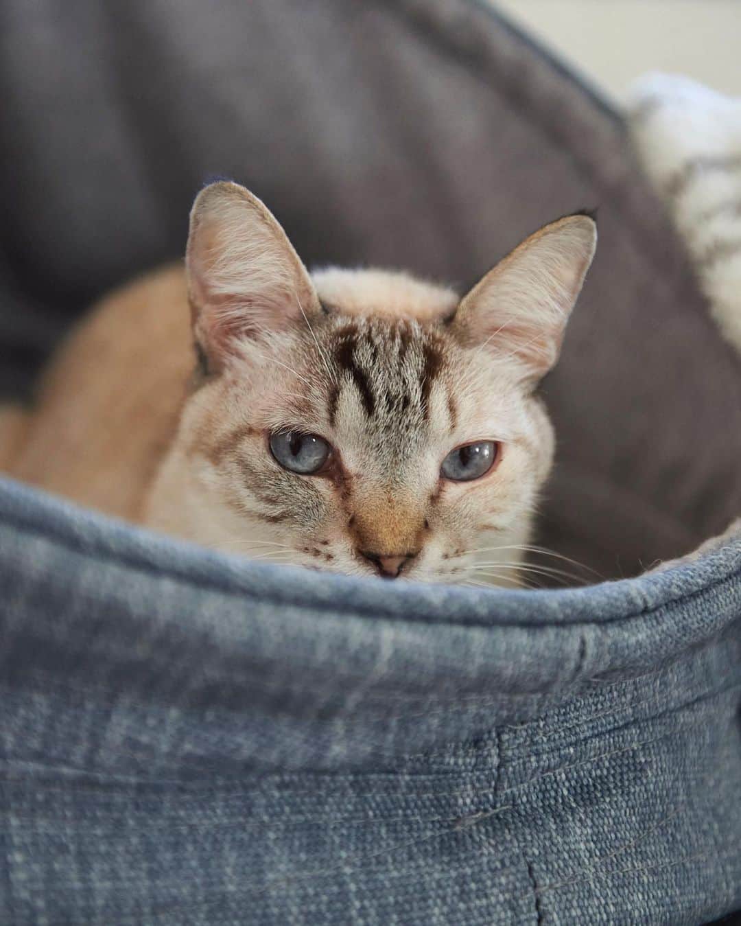 のインスタグラム：「おはよう🤤💕 #neko_magazine #ねこ #猫 #ネコ #catstagram #cat #ねこマガジン #NEKONOBA」