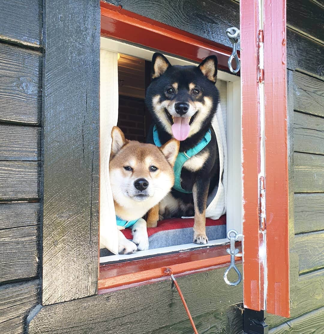 ?Fricko the Shiba Inu?のインスタグラム：「These two puppies definitely miss this window 🥰🐾 🐾 🐾 #FrickoandKeaton #🐶 #☀️ #shiba #shibainu #dog #柴犬 #赤柴 #黒柴  #adorable #shibalovers #shibaholics  #dogoftheday  #weeklyfluff #aww #dogstagram  #dogscorner #puppiesofinstagram #shibapuppy #norway」