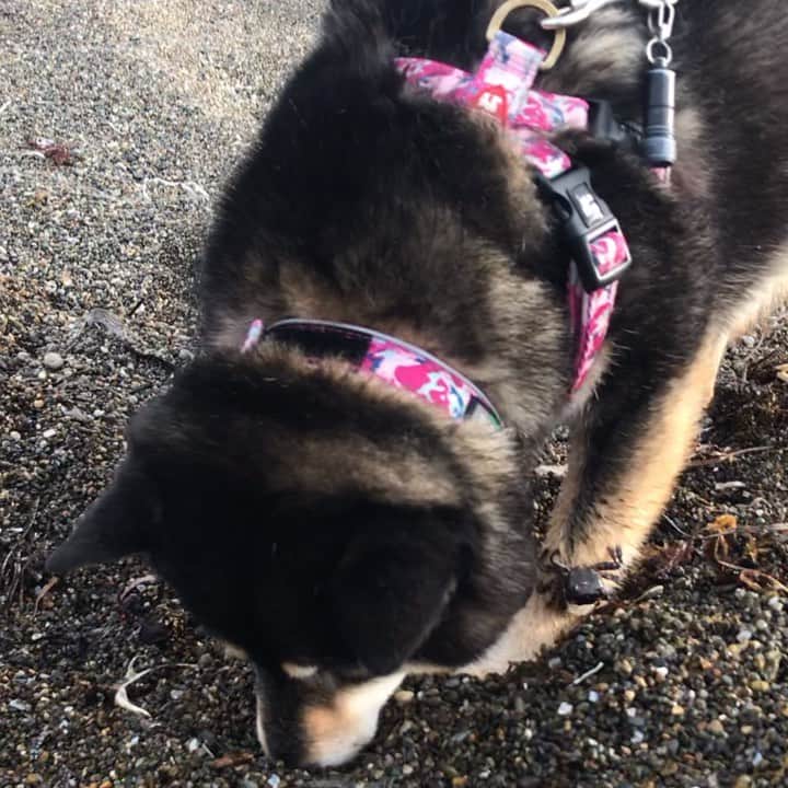 のインスタグラム：「・ おかしいなあ🐶❓💦 ・ まだカニさん🦀見つからないの🐶💦カニさん見なかった🐶❓ ・ I still can't find the crab 🐶❓ ・ #仕込みじゃないのほんと🤷🏻‍♀️ #留まってるのも意味不明 #カニブレスレット🦀 #Crab bracelet🦀 ・ 北海道の柴犬 #柴北会 の皆ワン🐶💕くん活頑張ろう🐶👍🏻💕 ・ #adorable #instadog#shibainu#dog#instagramjapan#instashiba#kuroshiba #kuroshiba#socute #cutedog#いぬのきもち #黒柴 #dogstagram #furubira」
