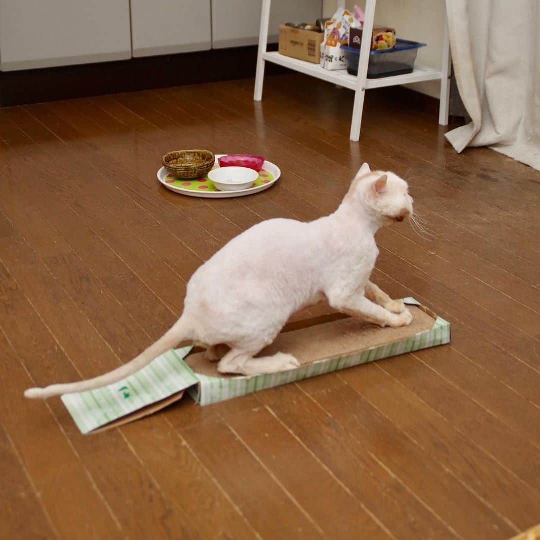 Kachimo Yoshimatsuのインスタグラム