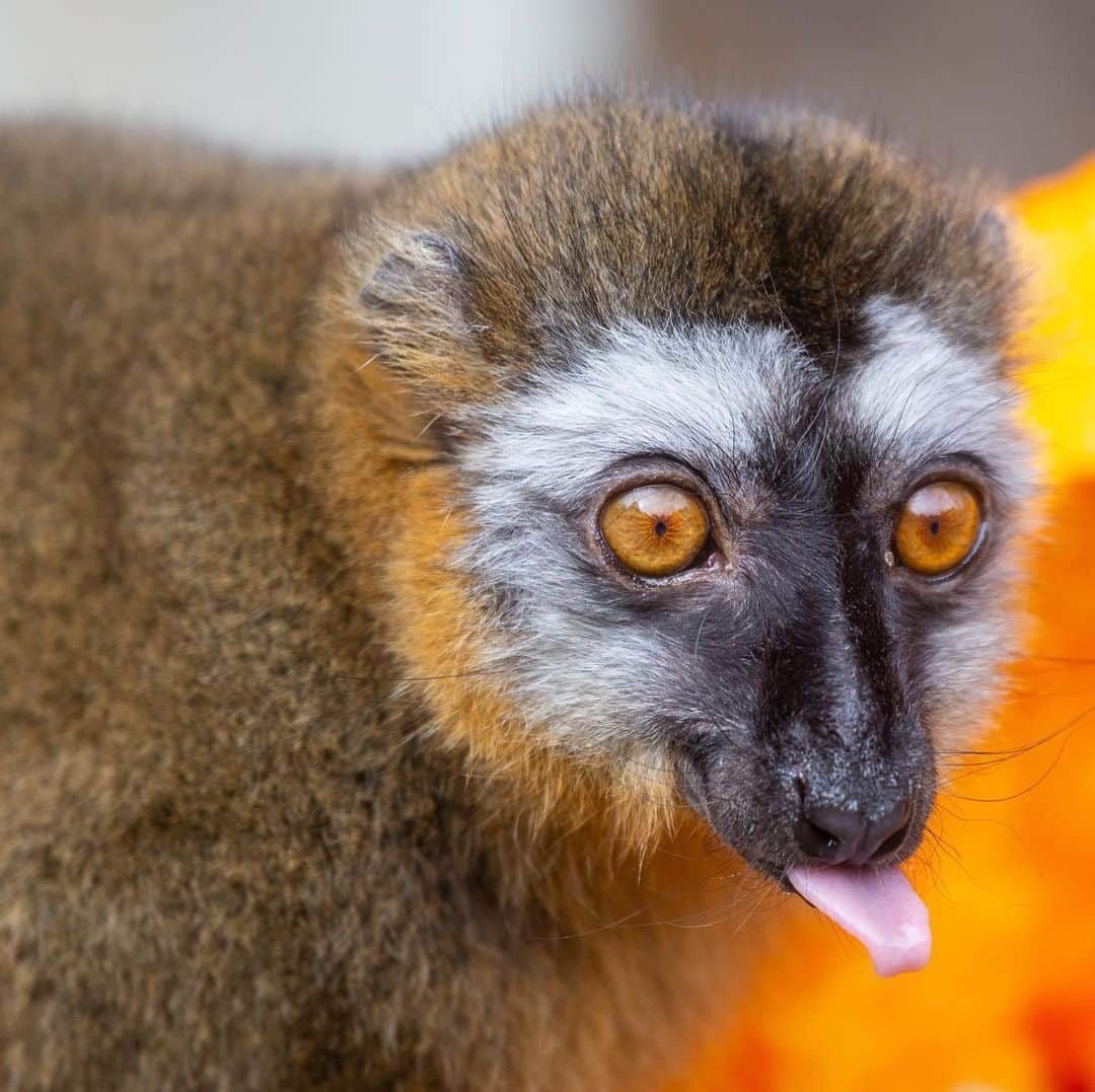 スミソニアン国立動物園さんのインスタグラム写真 - (スミソニアン国立動物園Instagram)「We are sad to share that our elderly red-fronted lemur Flare was humanely euthanized Aug. 6. At 33 years old, she was the oldest red-fronted lemur in North America. The median life expectancy for this species is about 22 years for both males and females.  On Sunday, Aug. 4, primate keepers noticed that Flare appeared to be experiencing a focal seizure-like episode with temporary loss of awareness and motor skills. Her muscles seemed to tense, she lost her balance and her head was tilting to one side. These behaviors seemed to come on suddenly and intermittently. Veterinarians performed a complete physical exam and surmised it was a neurological episode related to a brain condition. Due to Flare’s poor prognosis and declining quality of life, animal care staff made the decision to humanely euthanize her.  Even through Flare was smaller in stature than all of the other lemurs, she had the biggest personality and was the boss of Lemur Island In many lemur species, females are dominant over males. Flare had a wonderful leadership quality about her, and the boys would often defer to her during feeding and shifting on-and-off exhibit. When our four ring-tailed lemurs arrived at the Zoo, she acted as an ‘auntie’ to them and showed them the ropes but also kept them in line. The primate team will greatly miss her sweet personality and affinity for training sessions.  Learn more: https://s.si.edu/2GUA7hp. (Link in bio.)」8月8日 9時51分 - smithsonianzoo