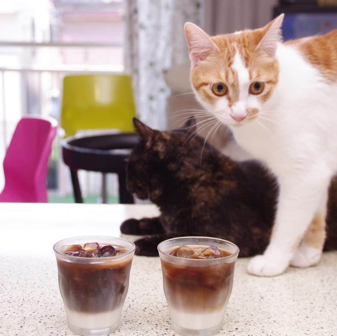 Kachimo Yoshimatsuさんのインスタグラム写真 - (Kachimo YoshimatsuInstagram)「朝から暑いのでアイスコーヒー #uchinonekora #hijiki #ounari #neko #cat #catstagram #kachimo #猫 #ねこ #うちの猫ら http://kachimo.exblog.jp」8月8日 9時58分 - kachimo