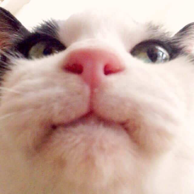 のインスタグラム：「WorldCatDay🐈世界猫の日だよ  #世界猫の日 #worldcatday #worldcatday2019 #猫 #cat #cats #ilovecat #ねこ #ネコ #고양이 #黒猫 #白黒猫 #茶トラ #茶とら」
