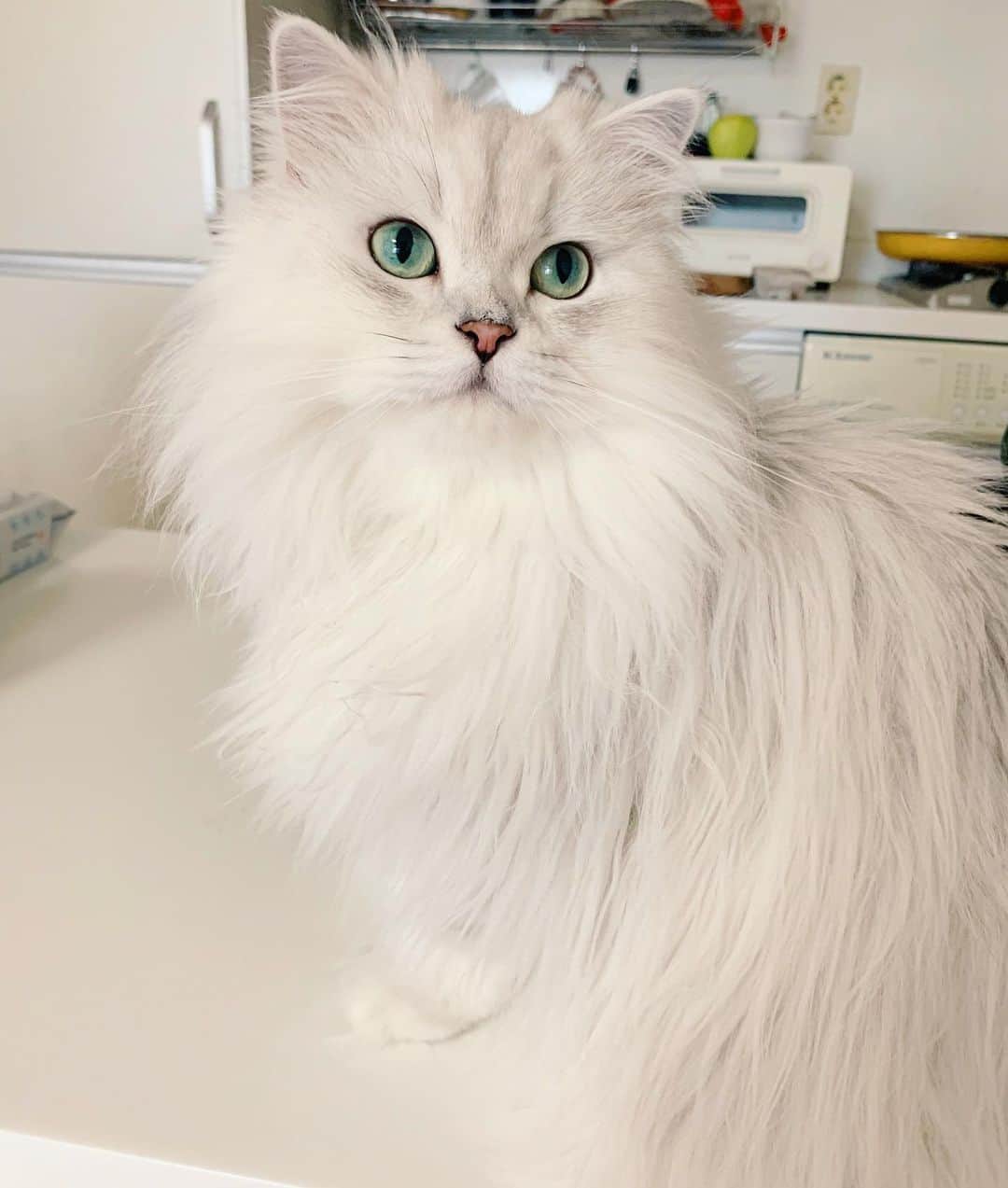 후추네큰언니のインスタグラム：「오늘의 예쁨 🥰 . . . . . #후추  #고양이  #냥스타그램 #캣스타그램  #Hoochu #Hoochuthecat #cat #cats #catstagram #catsofinstagram #topcatphoto #bestmeow #ilovecat #cute #fluffy #petstagram #instacats」
