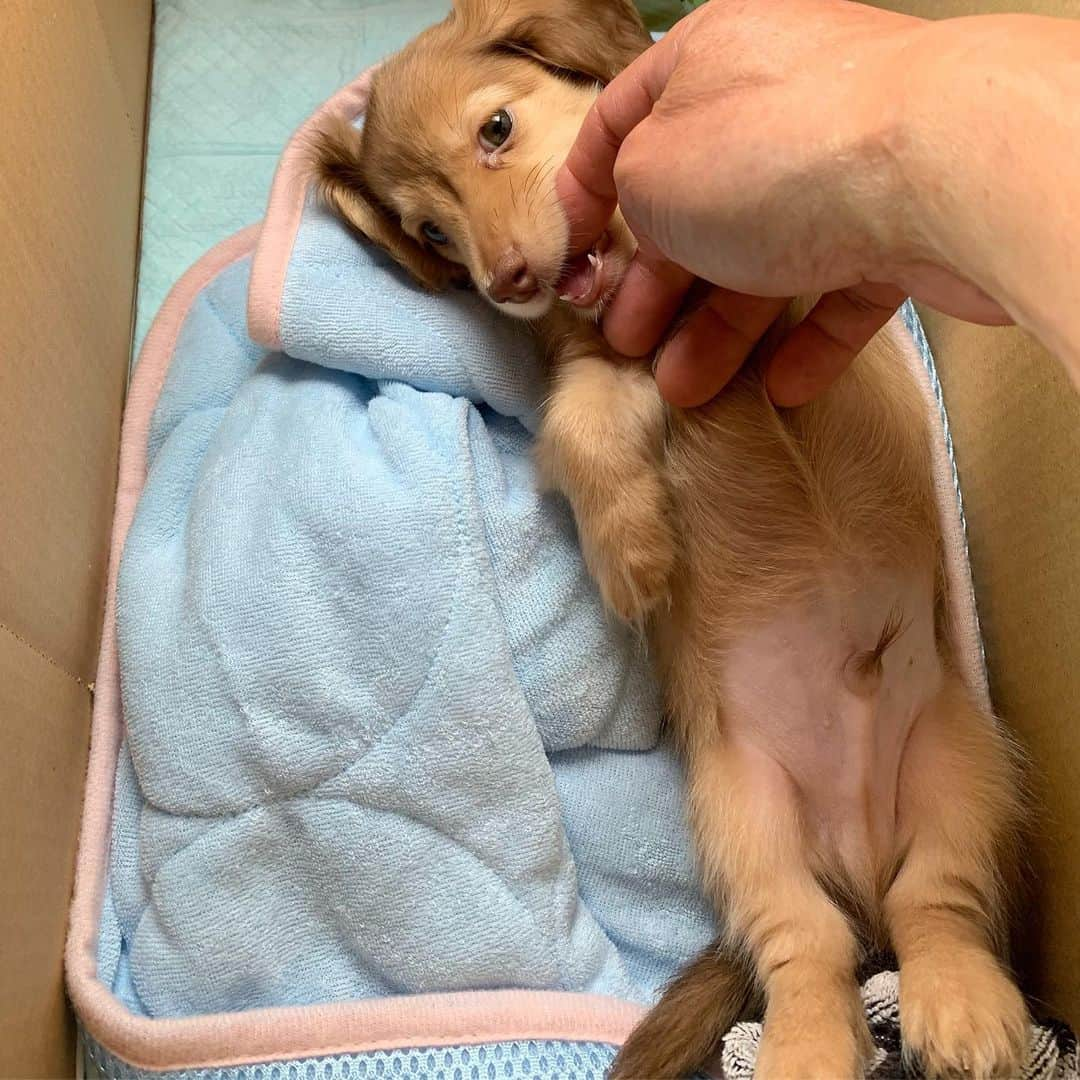 山内鈴蘭さんのインスタグラム写真 - (山内鈴蘭Instagram)「はじめましてモコくん🐶♥️うちに新しい家族が増えたんだよぉ☺️ダンボールに入れられてお家にやってきた！！笑 あああ。可愛い。癒し。好き！ 写真はパパの手だよおおおお ． #ミニチュアダックス #愛犬 #モコ #男の子 #🐶 #食いしん坊 #暴れん坊 #わんちゃん」8月8日 10時30分 - xxsuzuranxx