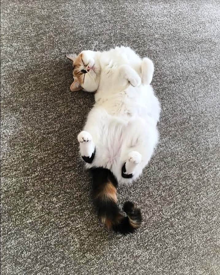 のインスタグラム：「本日の【寝ているねこ・眠っているねこ】は @hatasco0411 さん家の、ふーちゃん❣️❣️キャワ❣️😻✨キャワワワ❣️🔥 気持ちよさそ〜添い寝したいな〜☺️☺️どんな夢見てたのか、起きたら聞かせてね♫ #neko_magazine #ねこ #猫 #ネコ #catstagram #cat #ねこマガジン #NEKONOBA」
