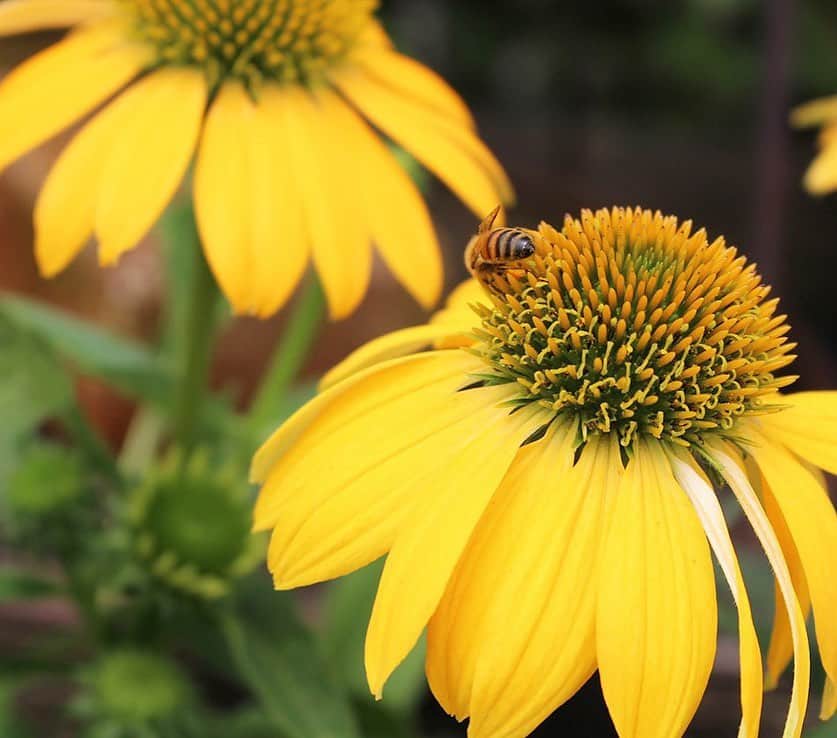 生活の木 Tree of life 【公式Instagram】のグルメインスタ