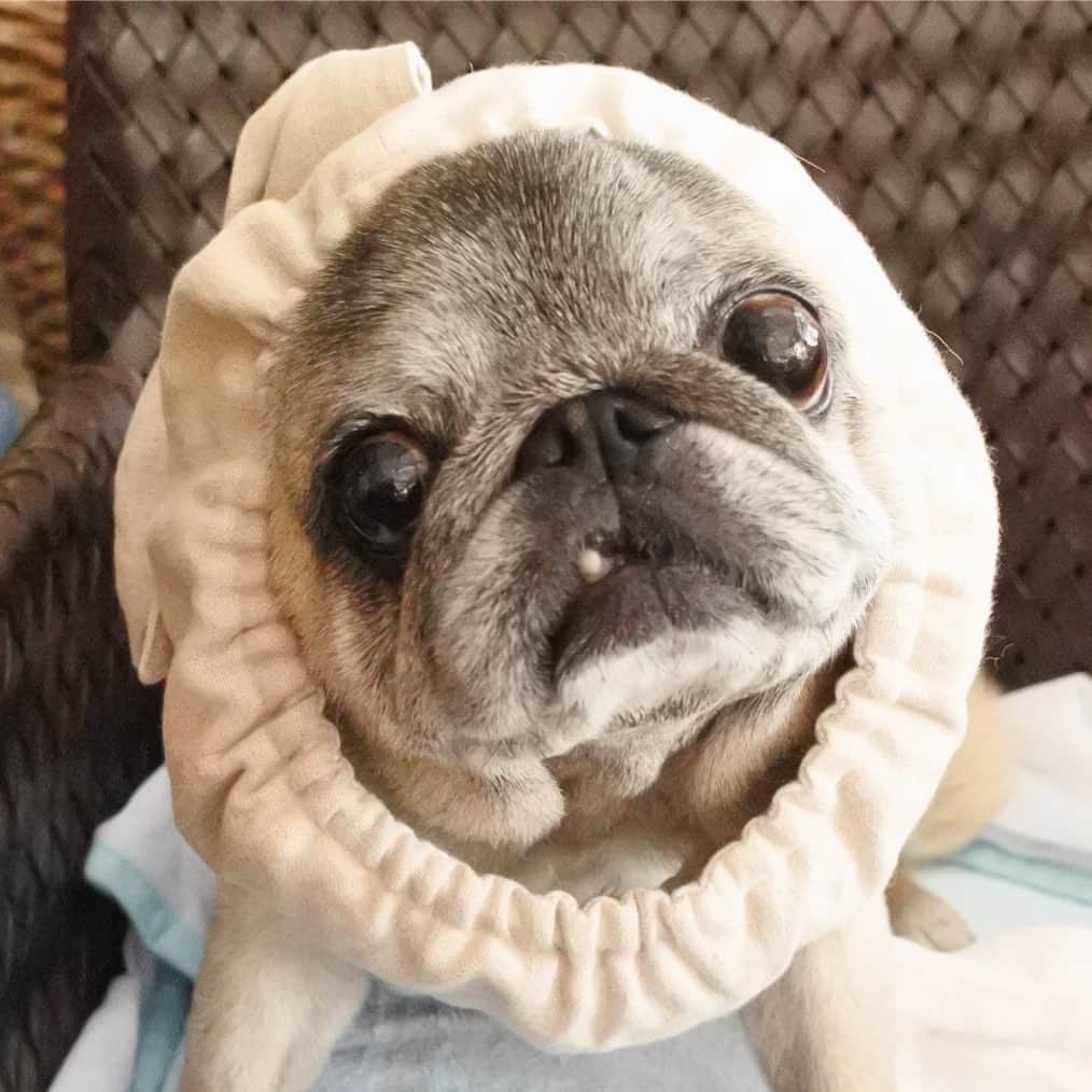 八兵衛のインスタグラム：「Please be careful of heat stroke🌞🌞🌞 * * 今日も高温注意報出てますね。 ヒトもわんこも熱中症に 気をつけましょう、ホントに🐳 * * 昨日の通院は @hanoji_onlineshop さんの お魚クールスヌードに 助けられました。 (寝るからゆるゆるにしてます😂) * * hanoji さん閉店されるとのことで 寂しいです😢 素敵なお洋服とスヌードを ありがとうございました。 大切に使いますね💖 * * #クールスヌード #お魚クールスヌード #ほぼ黒パグ #おじいちゃん犬 #パグ #pug #puggy #puglife #puglove #petstagram #pugstagram #pugsofinstagram #pugs #dog #ふわもこ部  @igersjp #IGersJP #east_dog_japan #pecoイヌ部 #八兵衛 #はちべえ #朝ワンコ夕ニャンコ」