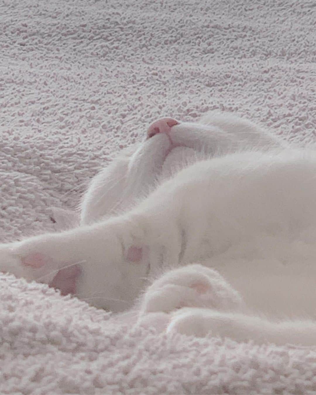 ダニョ（鈴木えみ）さんのインスタグラム写真 - (ダニョ（鈴木えみ）Instagram)「#danyo #danyocawaii #munchkin #whitecat #catstagram #catlovers」8月8日 11時26分 - danyostagram
